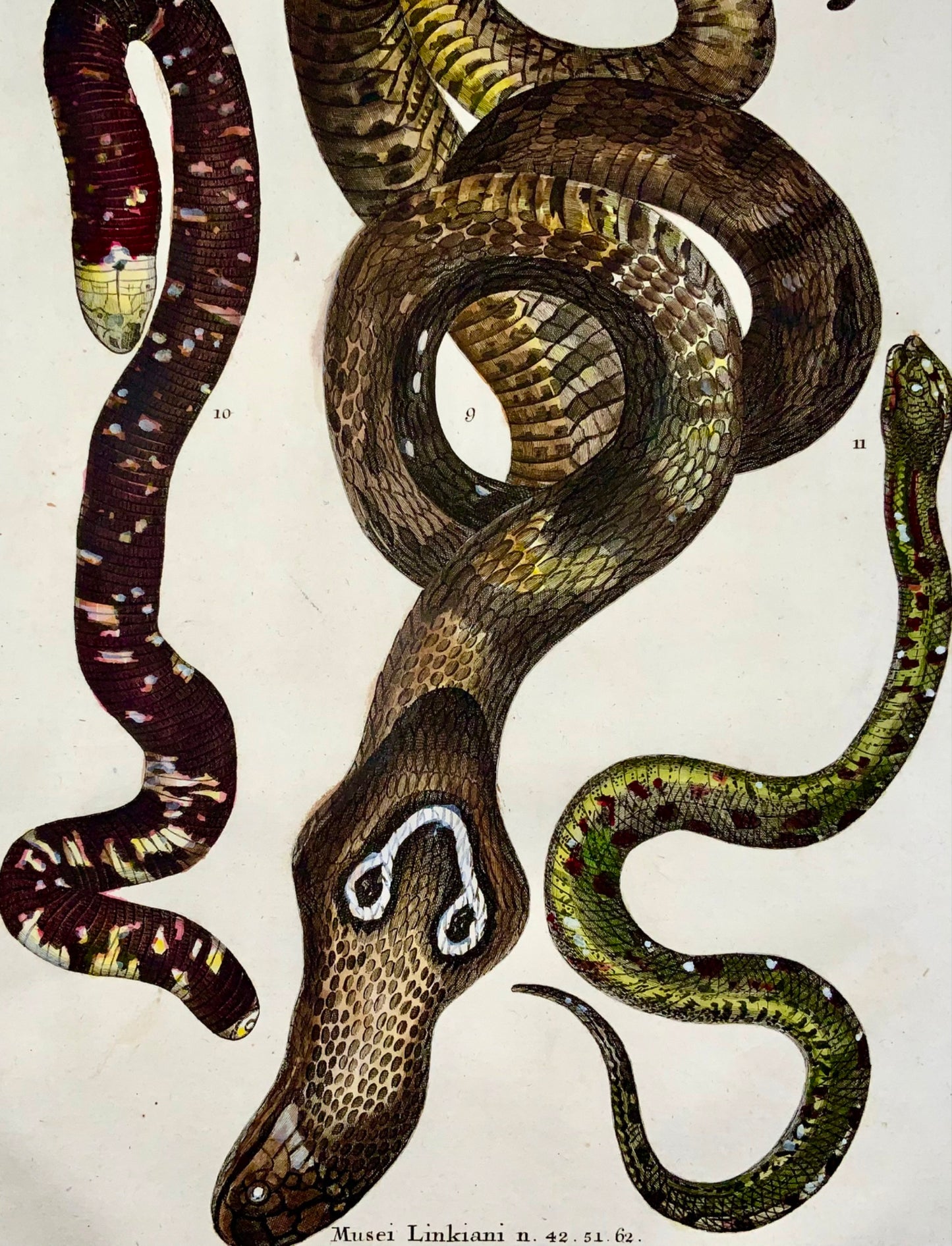 1735 Joh. Jak. Scheuchzer, Spectacle Snake, folio, hand coloured, reptile