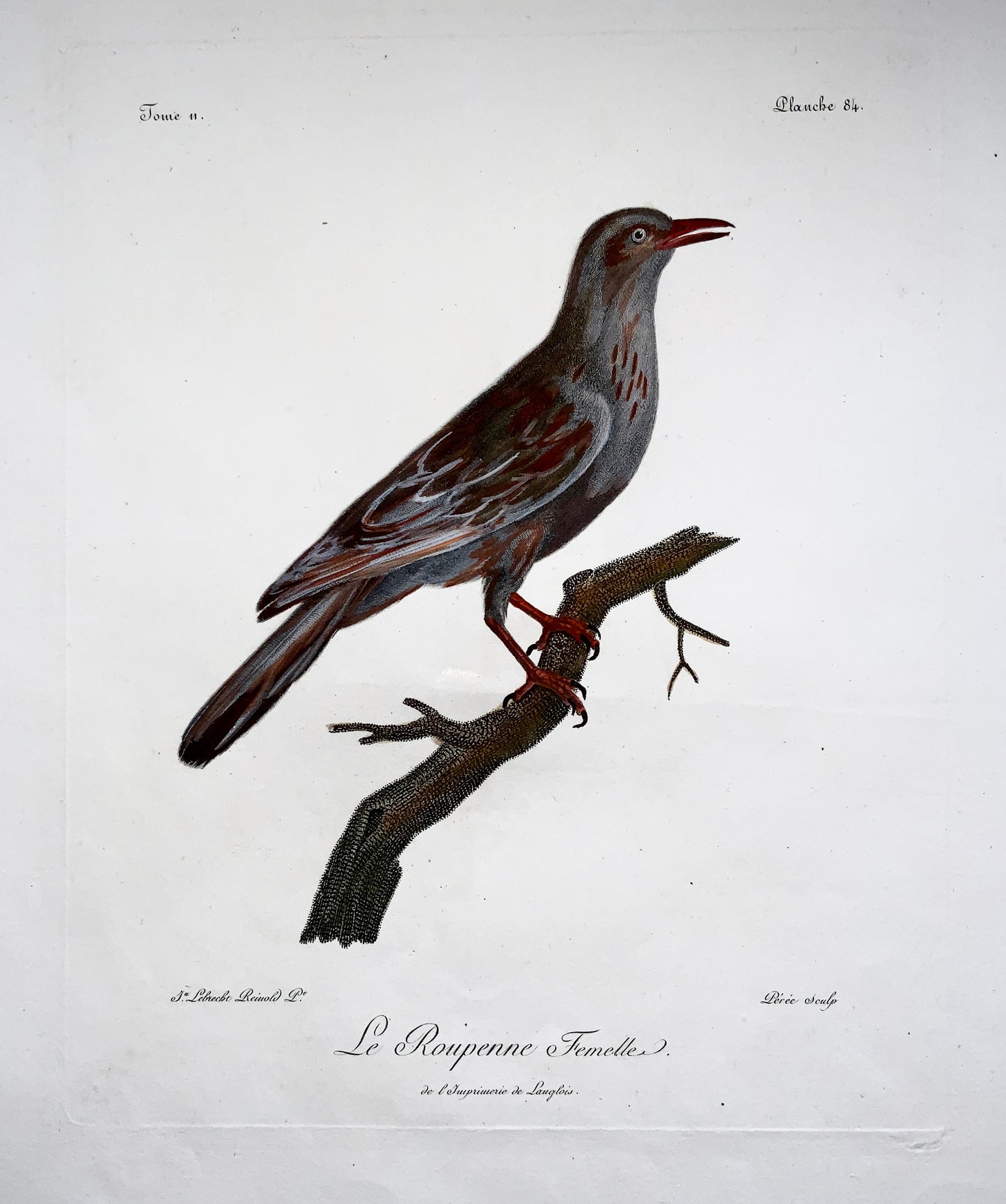 Francois Le Vaillant (1753-1824) Perez after Reinhold - Red-winged Starling - Ornithology