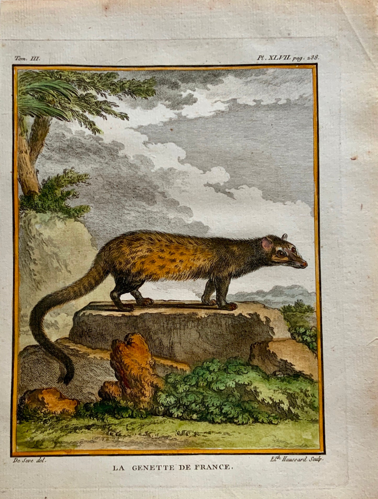 1779 Haussard; J. de Seve - French GENET - Mammal - 4to engraving