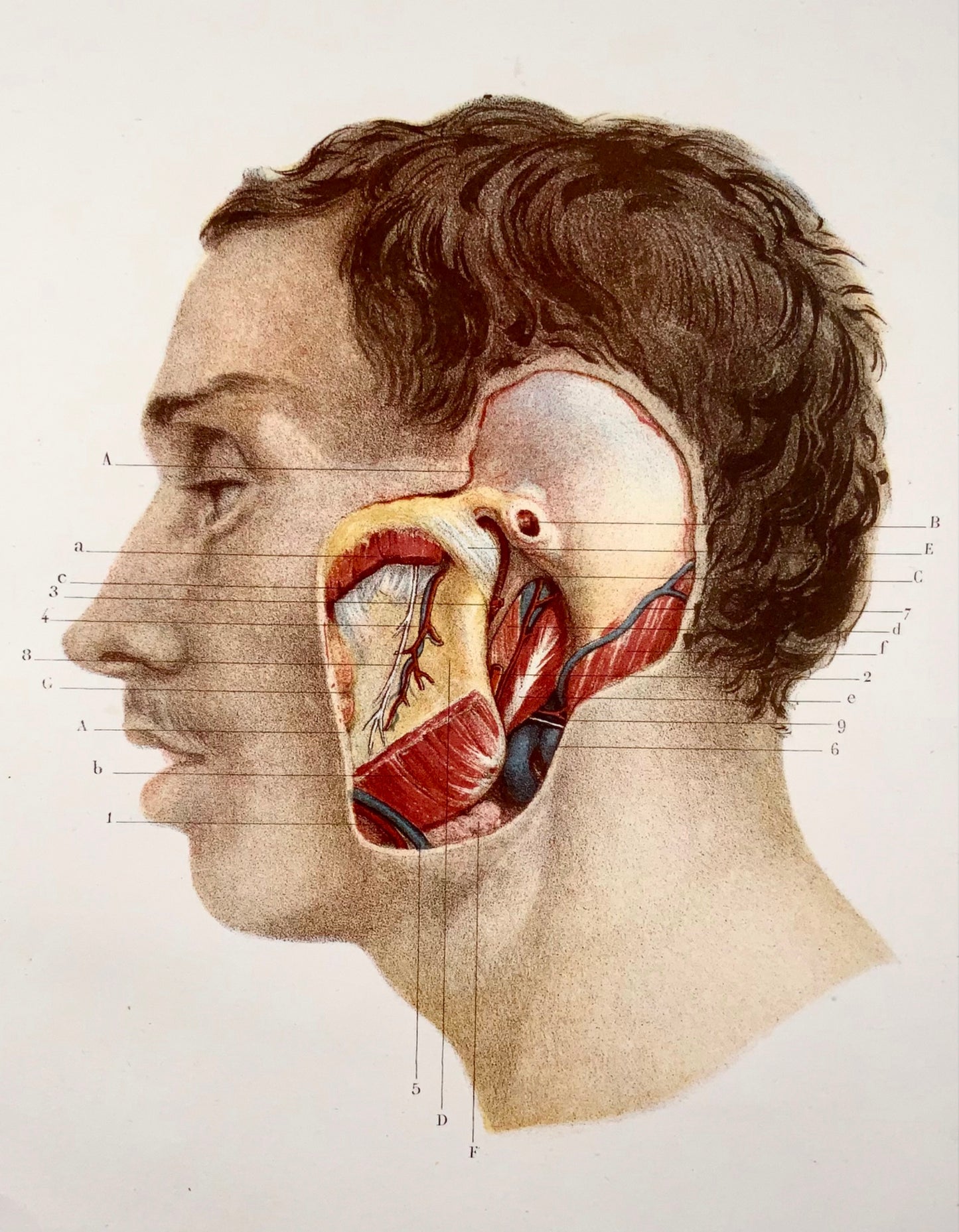 1868 J. Sarazin, anatomy, jaw, ear, stone lithograph in colour