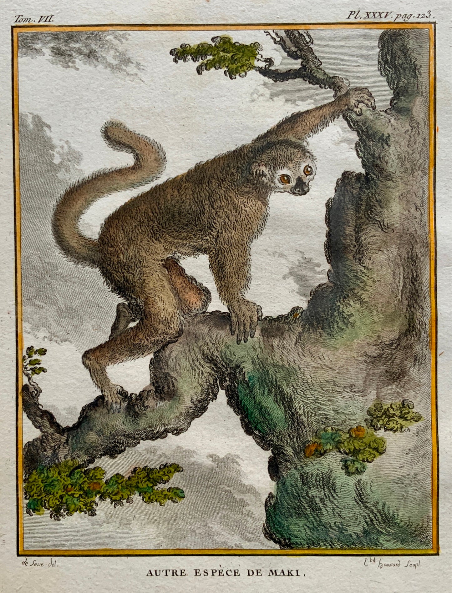 1766 De Seve Woolly MAKY LEMUR large QUARTO edition hand colored engraving - Mammal