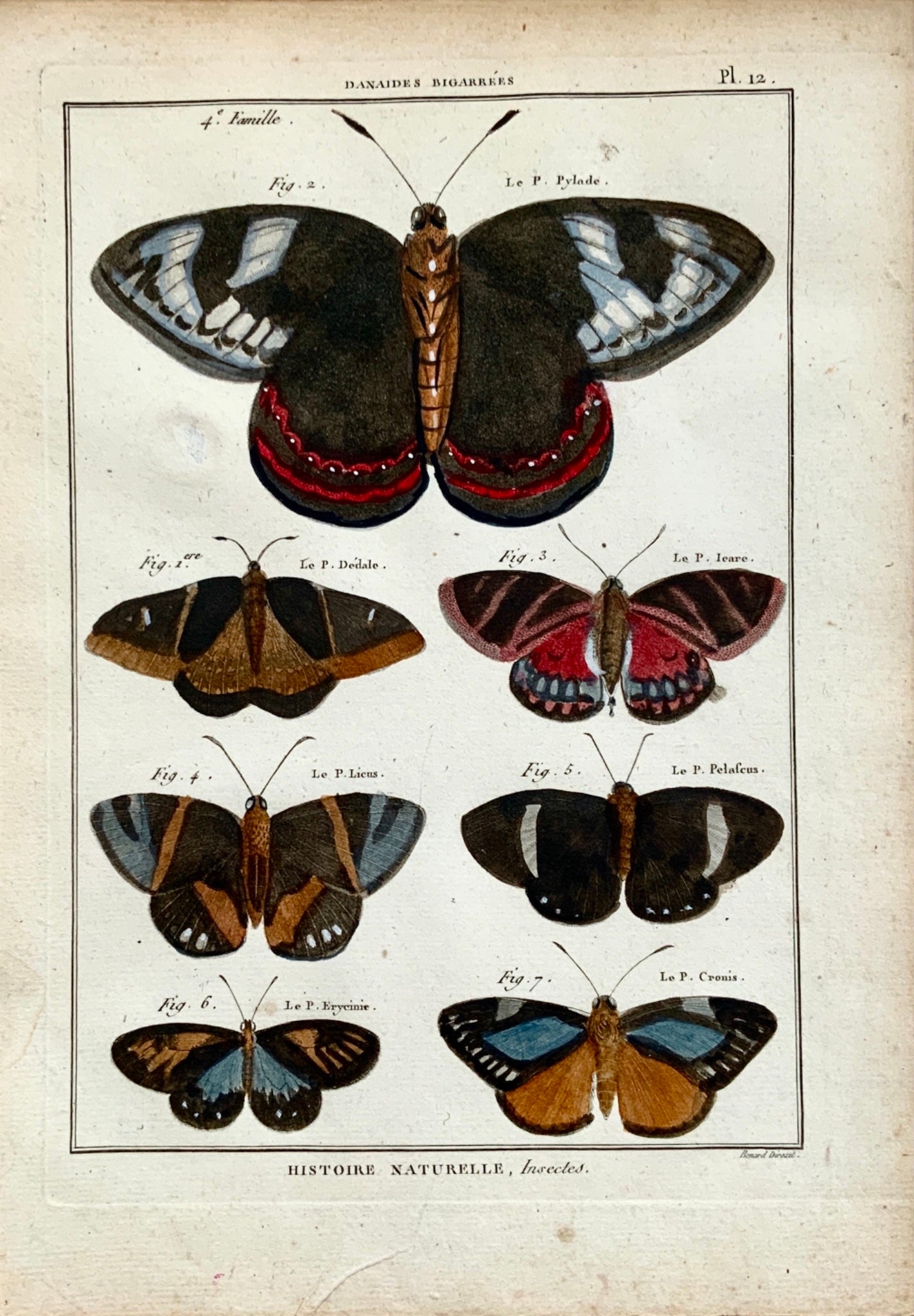 1794 Pierre André Latreille Quarto copper engraving Butterflies Danaides