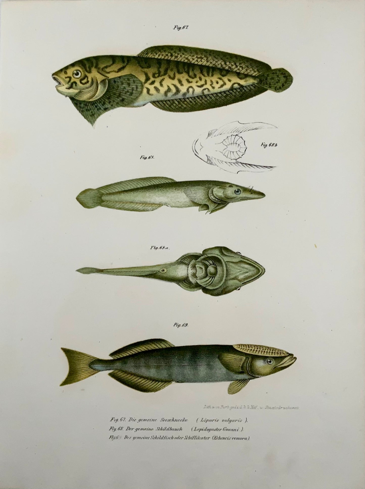 1860 SNAILFISH Remoras - Fitzinger FOLIO colour lithograph hand finished