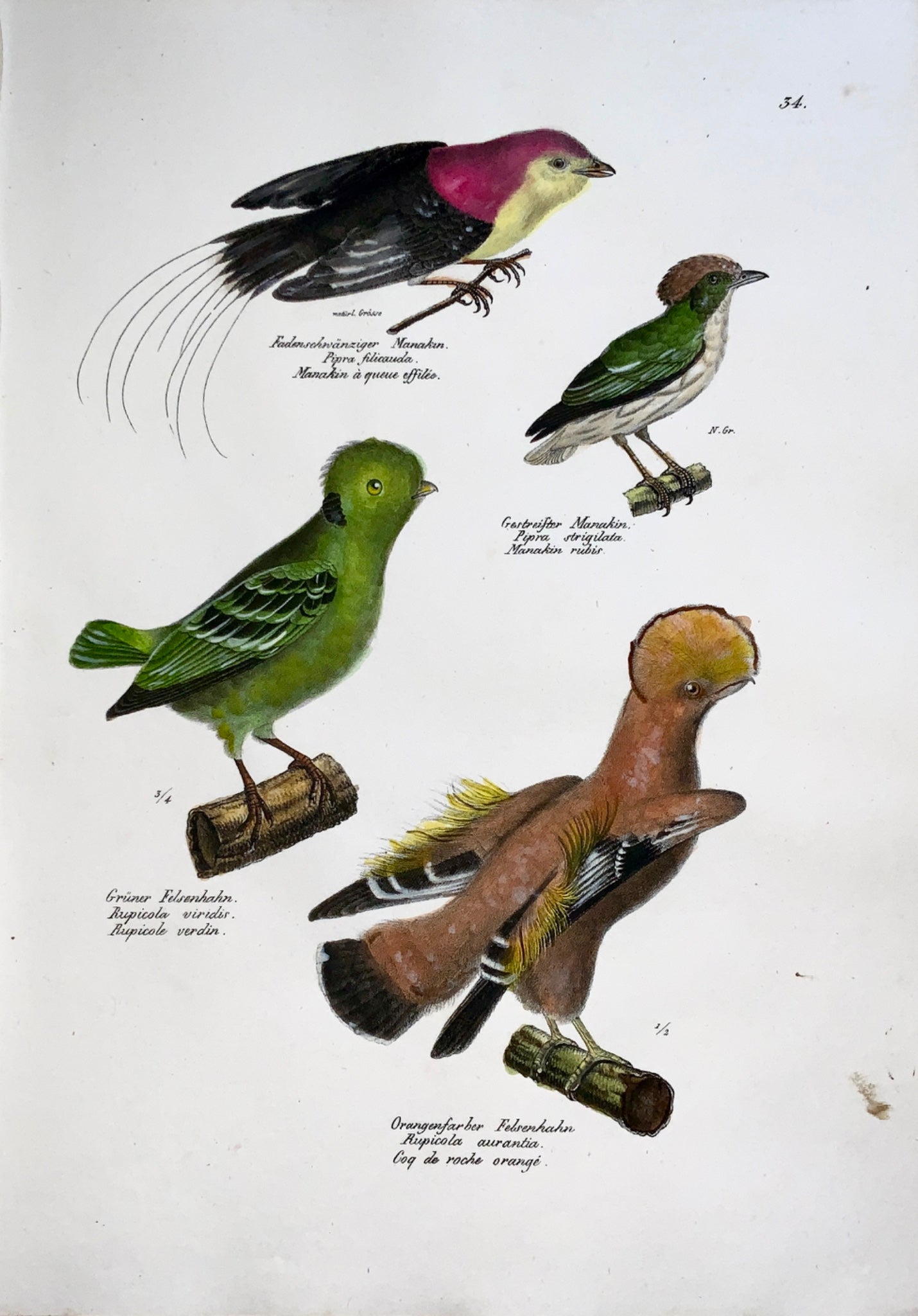 1830 RUPICOLA - Ornithology - Brodtmann hand coloured FOLIO stone lithograph