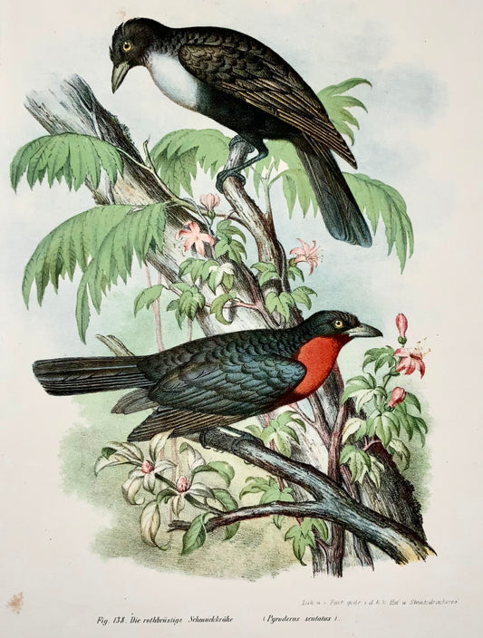1860 Corvo della frutta, Fitzinger, litografia a colori rifinita a mano, ornitologia