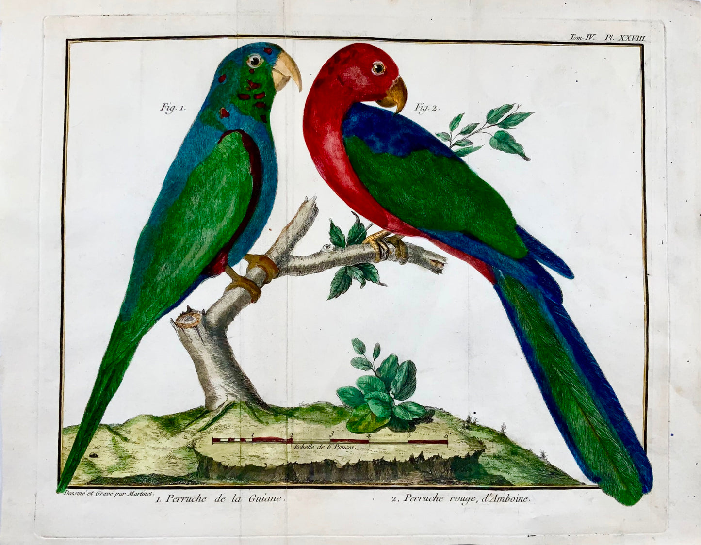 1760 p. Nic. Martinet (1725-1804) - Pappagalli della Guyana - Incisione su rame - Ornitologia