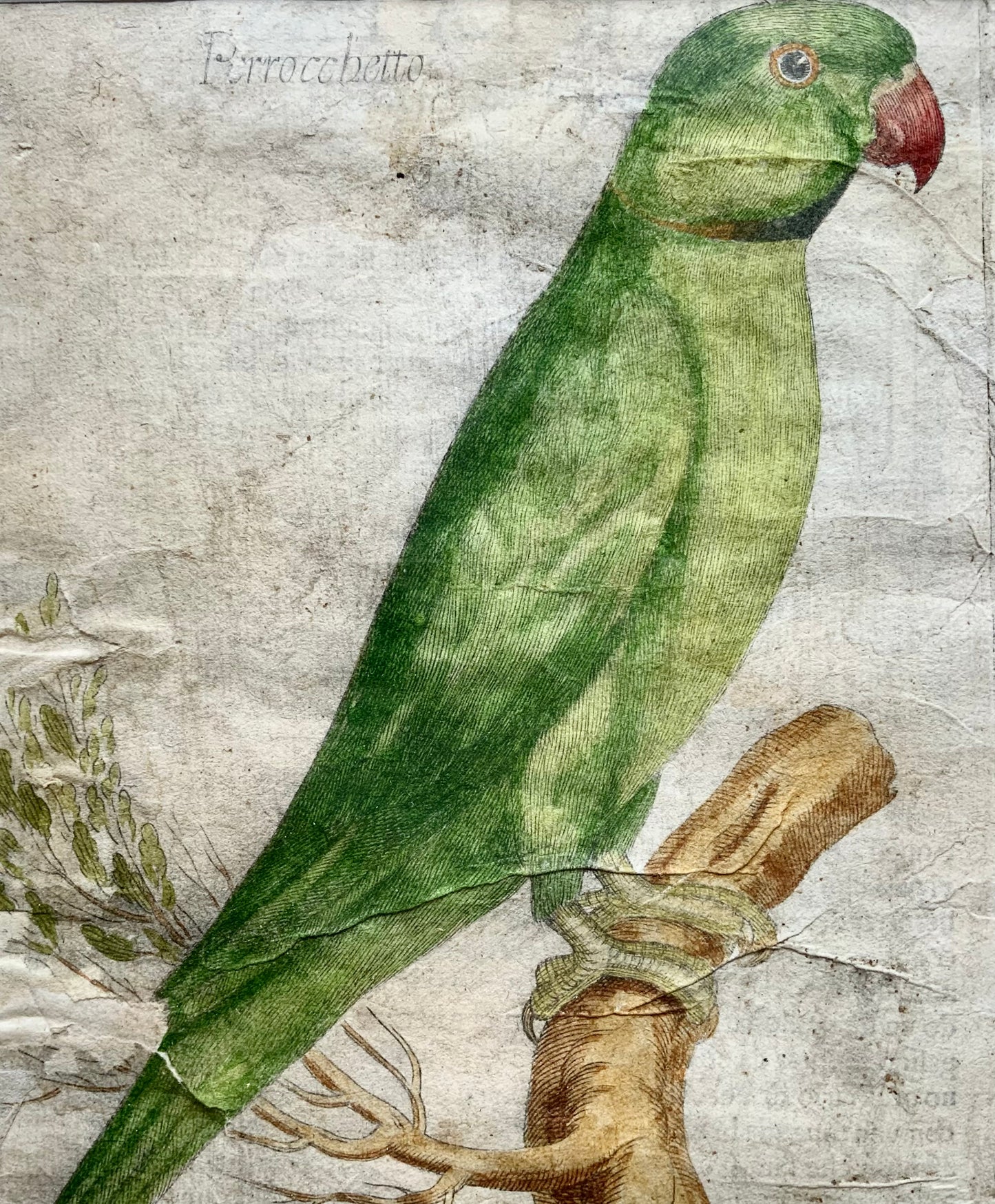 1622 Antonio Tempesta; Fr. Villamena, Parrocchetto, ornitologia 