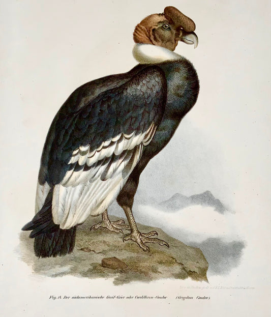 1860 Avvoltoio Condor, Fitzinger, litografia a colori rifinita a mano, ornitologia