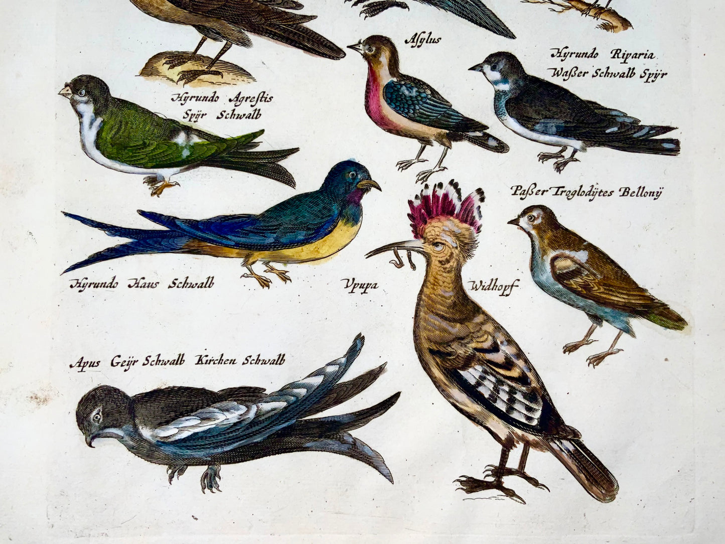 1657 Hoopoe, Bee-Eaters, Passerines, birds, Matt. Merian, folio hand coloured engraving