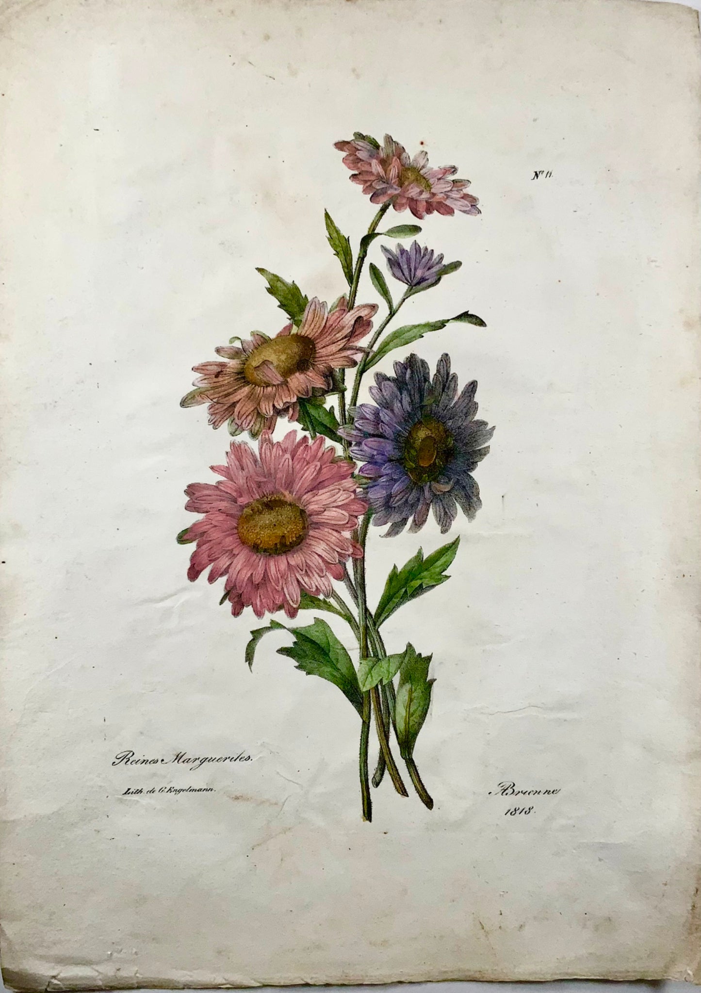1818 A. P. de Brienne; folio, botanical, daisies, incunabula of lithography