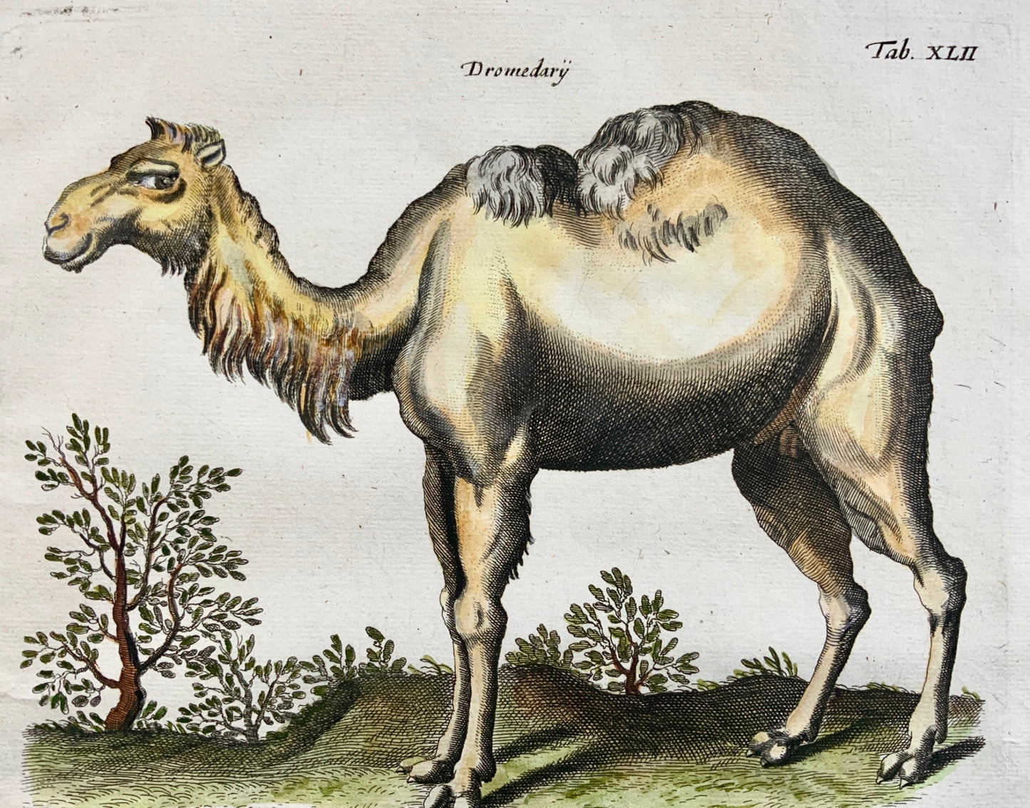 1657 Camels - Mammals - Matt. MERIAN Folio Handcolored Engraving