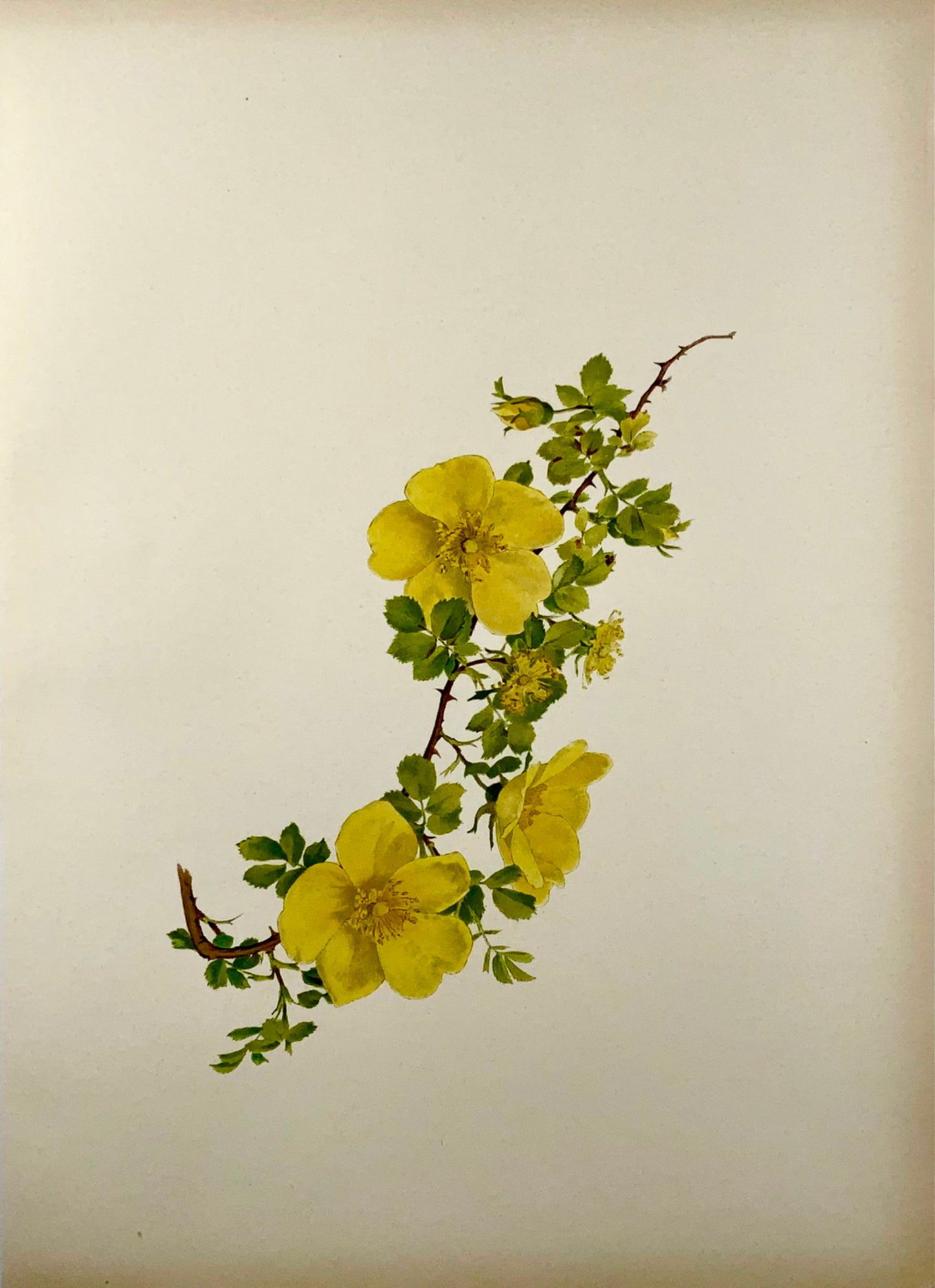 1914 Rosa gialla, foetida, foglio grande 37 cm, Willmott, EA (nato nel 1858), botanica