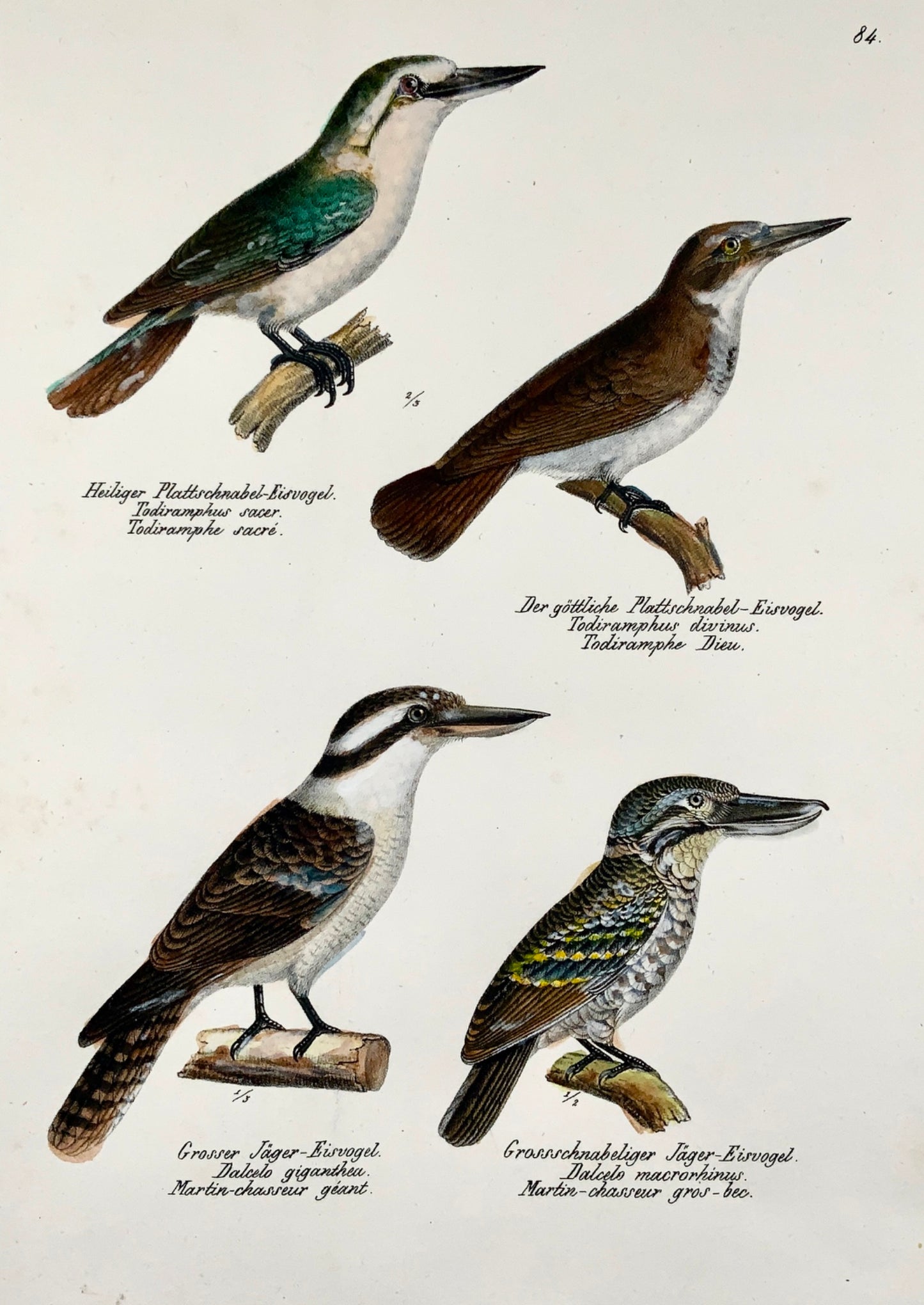 1830 KINGFISHERS Ornithology Brodtmann hand coloured FOLIO lithograph