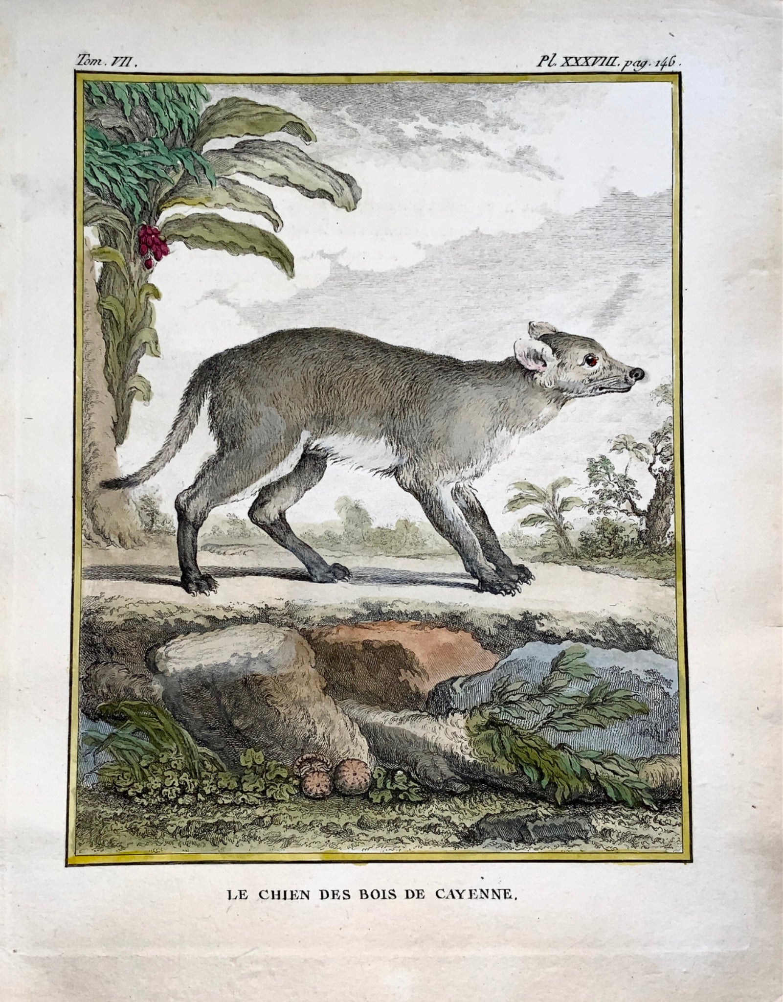 1766 De Seve; AMERICAN BUSH DOG large QUARTO edition hand colored engraving - Mammal