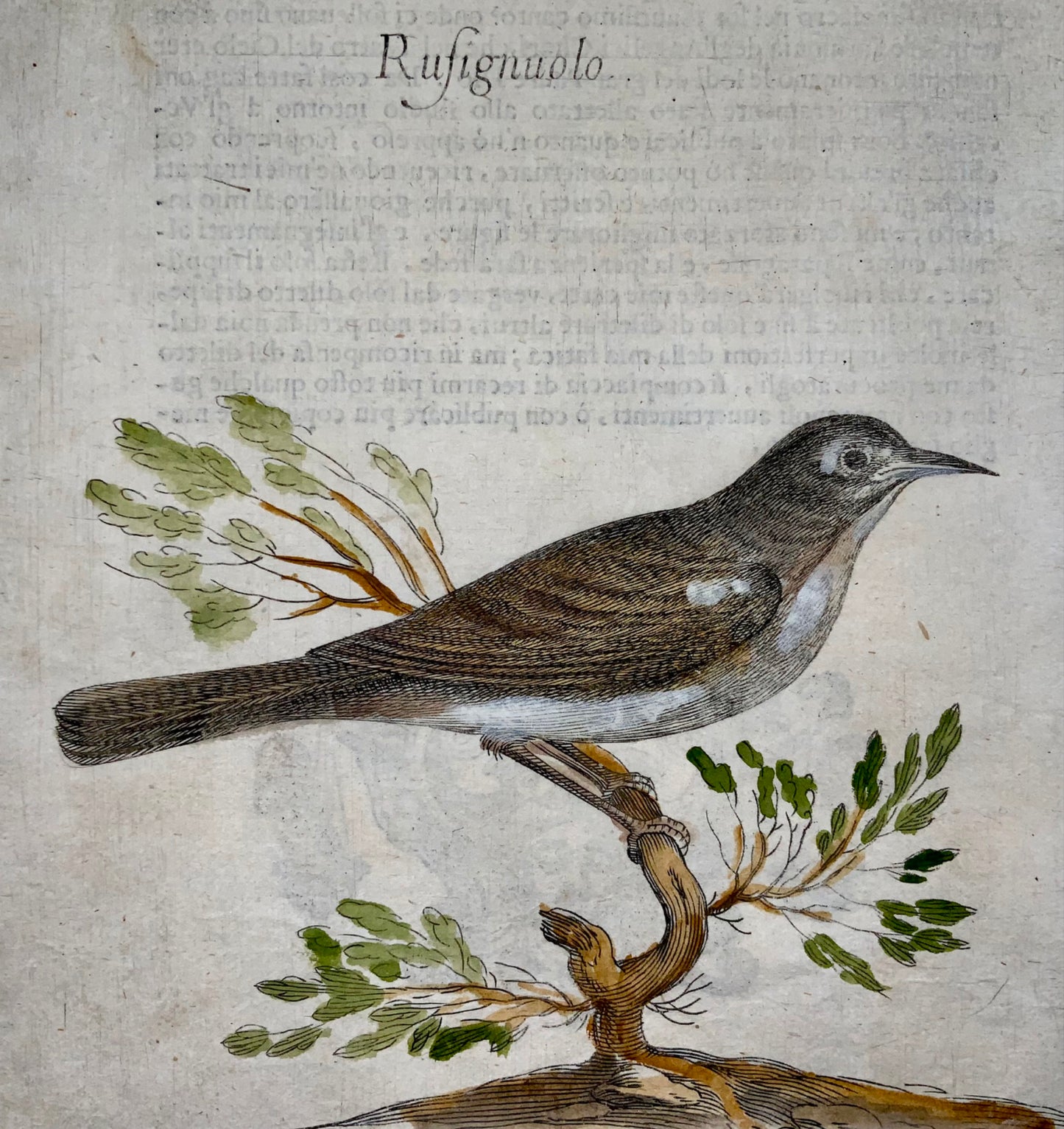 1622 Nightingale, Ornithology, Ant. Tempesta; F. Villamena, Master Engraving