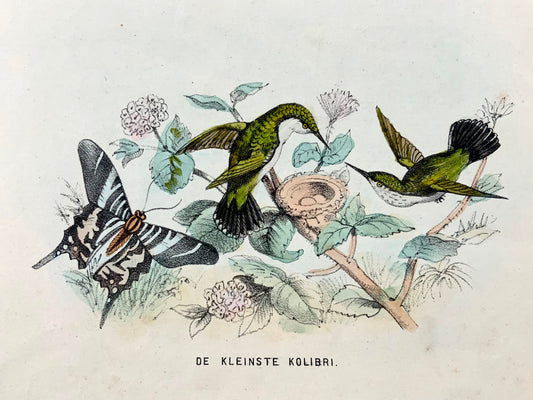 1864 Colibri, hand colored stone lithograph, ornithology
