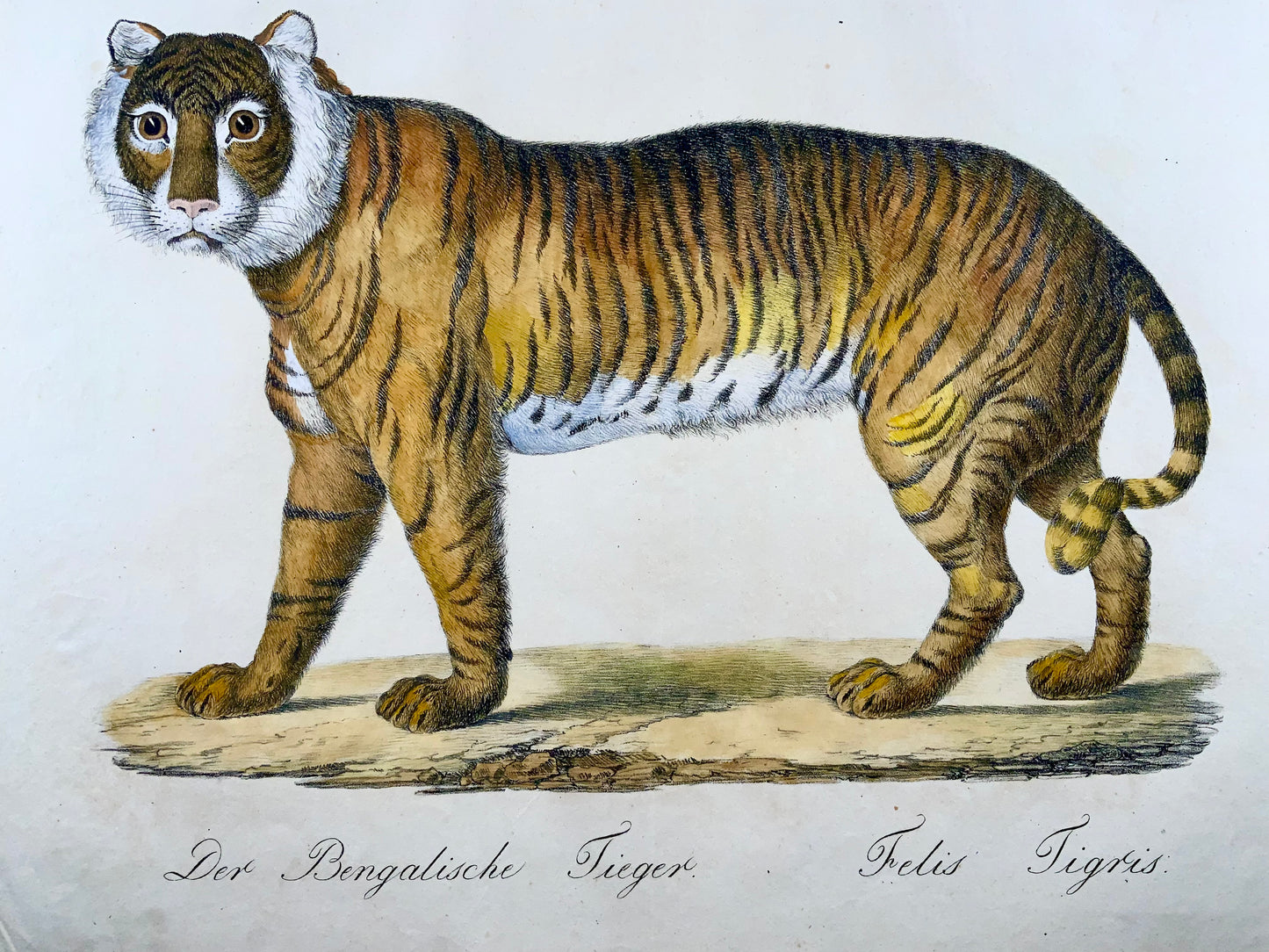 1816 Bengal Tiger, Imp. Folio 'Incunabula of Lithography' Hand Color - Mammal