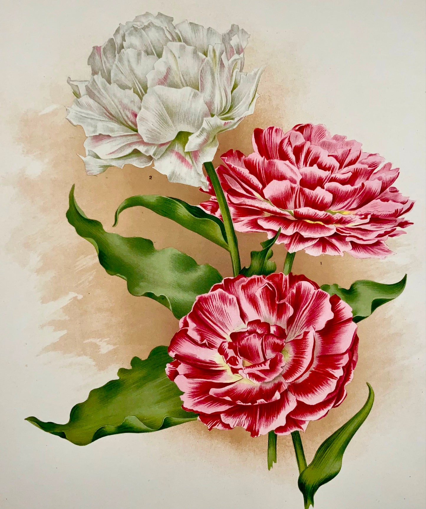 Tulipani Lord Beaconsfield del 1901 - Florilegium Harlemense - 36 cm - Botanica