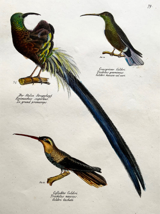 1830 Birds of Paradise, Colibri - Brodtmann hand coloured FOLIO lithography