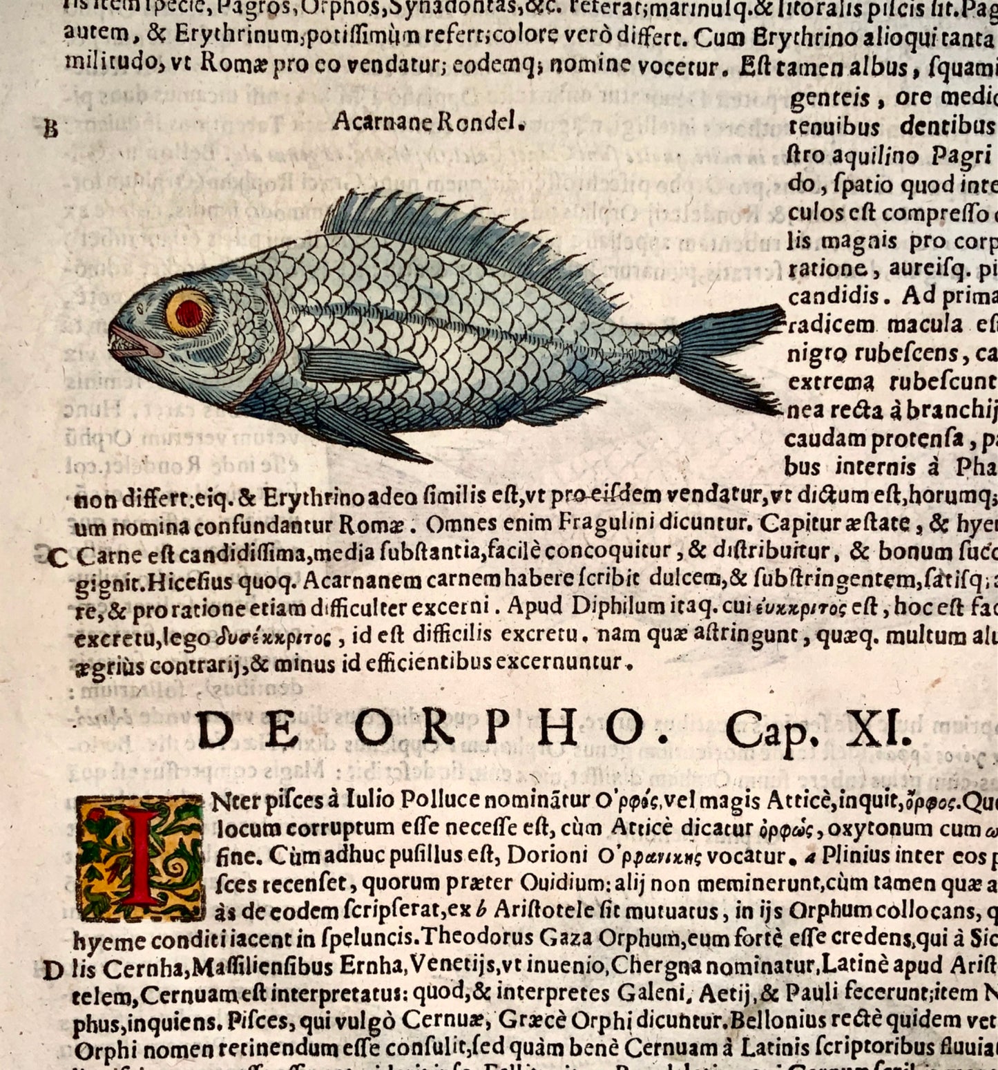 1638 ORFE Seabream Fish - Coriolano; Aldrovandi Large folio woodcut leaf