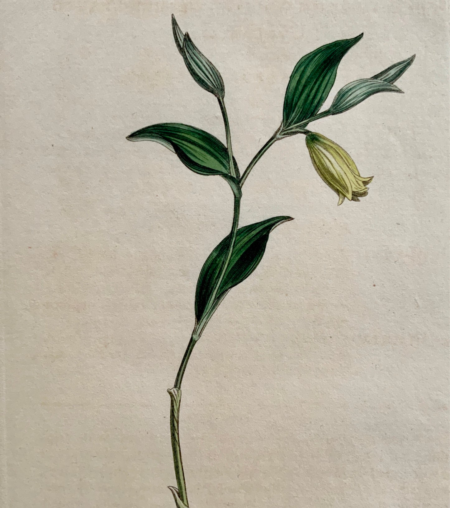 1811 MERRYBELL Syd. Edwards del.; E. Swanson sc. Hand coloured - Botany