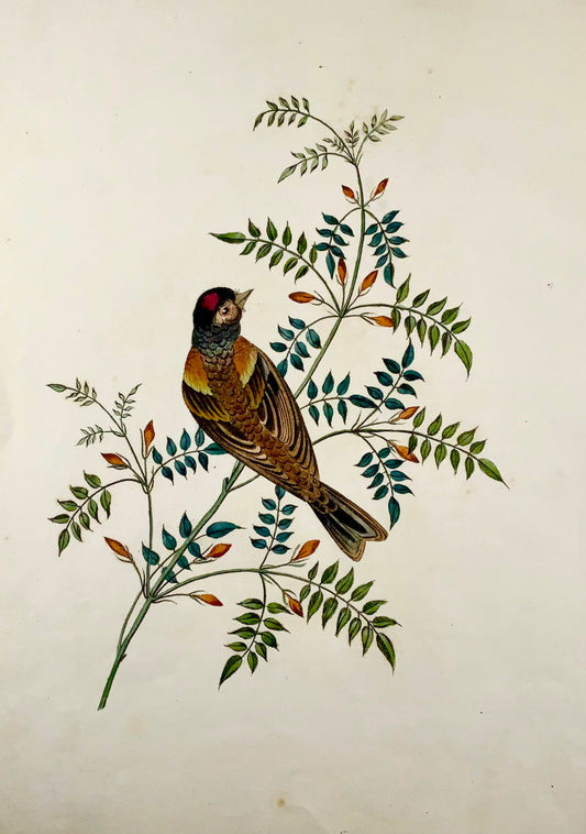 1819 George Brookshaw (b 1751), ornithology, Finch, foliate border