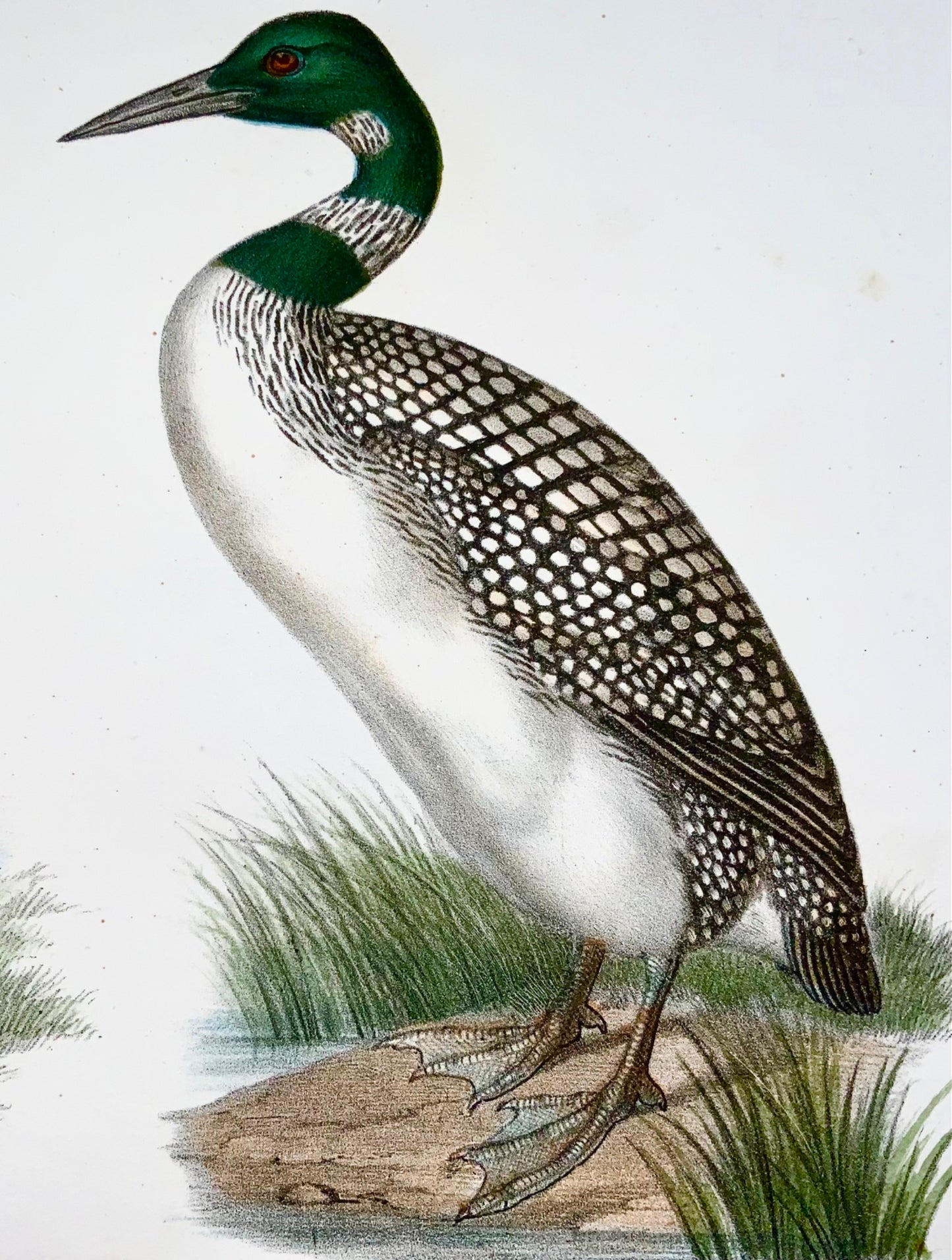 1860 Svasso, Loon, Fitzinger, litografia a colori rifinita a mano, ornitologia