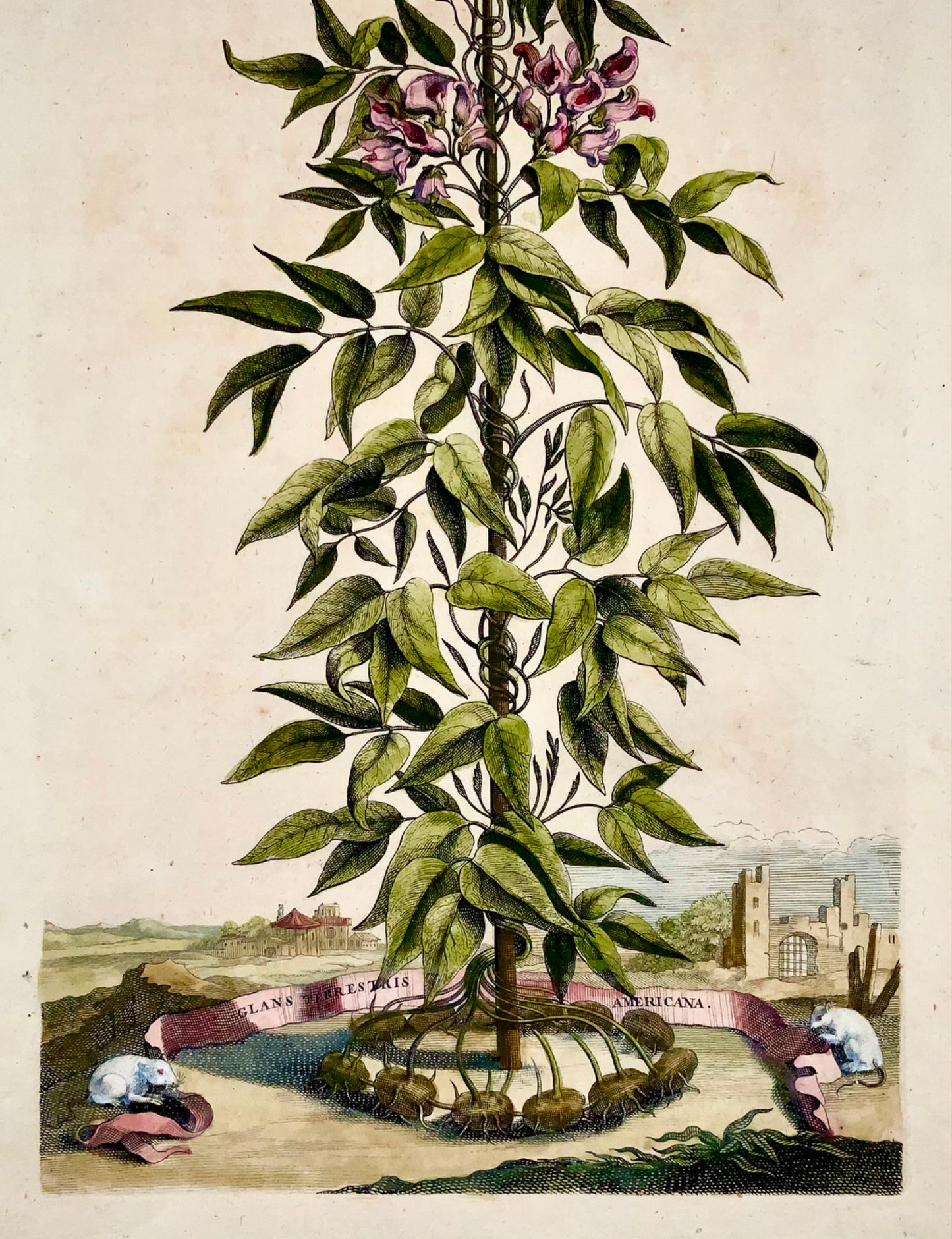1696 Abraham Munting, American Peanut, Earthnut, folio botanical