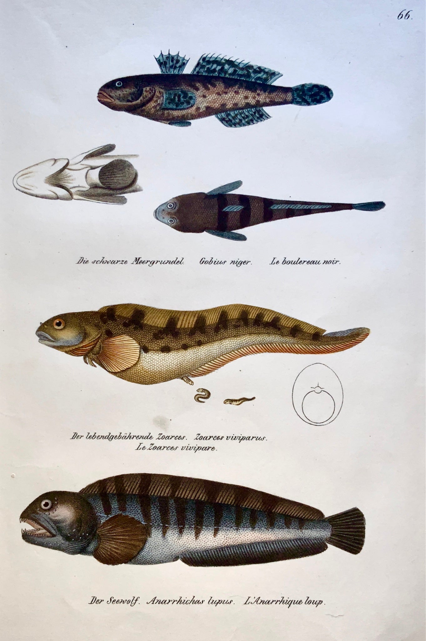 1833 H. Schinz (1777-1861) SEAWOLF Zoarces Goby Fish - Handcol. lithograph