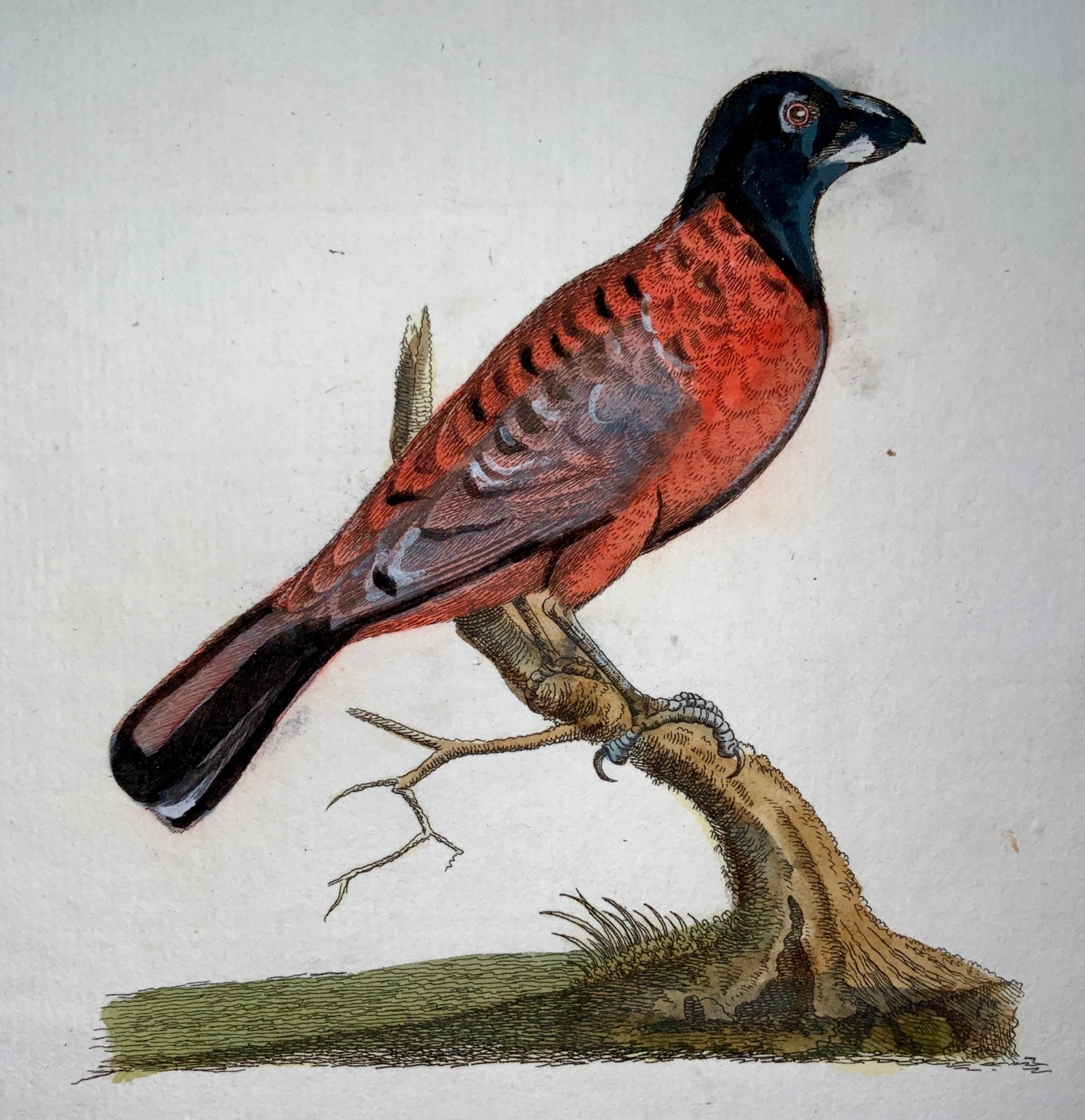 1793 John Latham - HAWFINCH - hand coloured copper engraving - Ornithology
