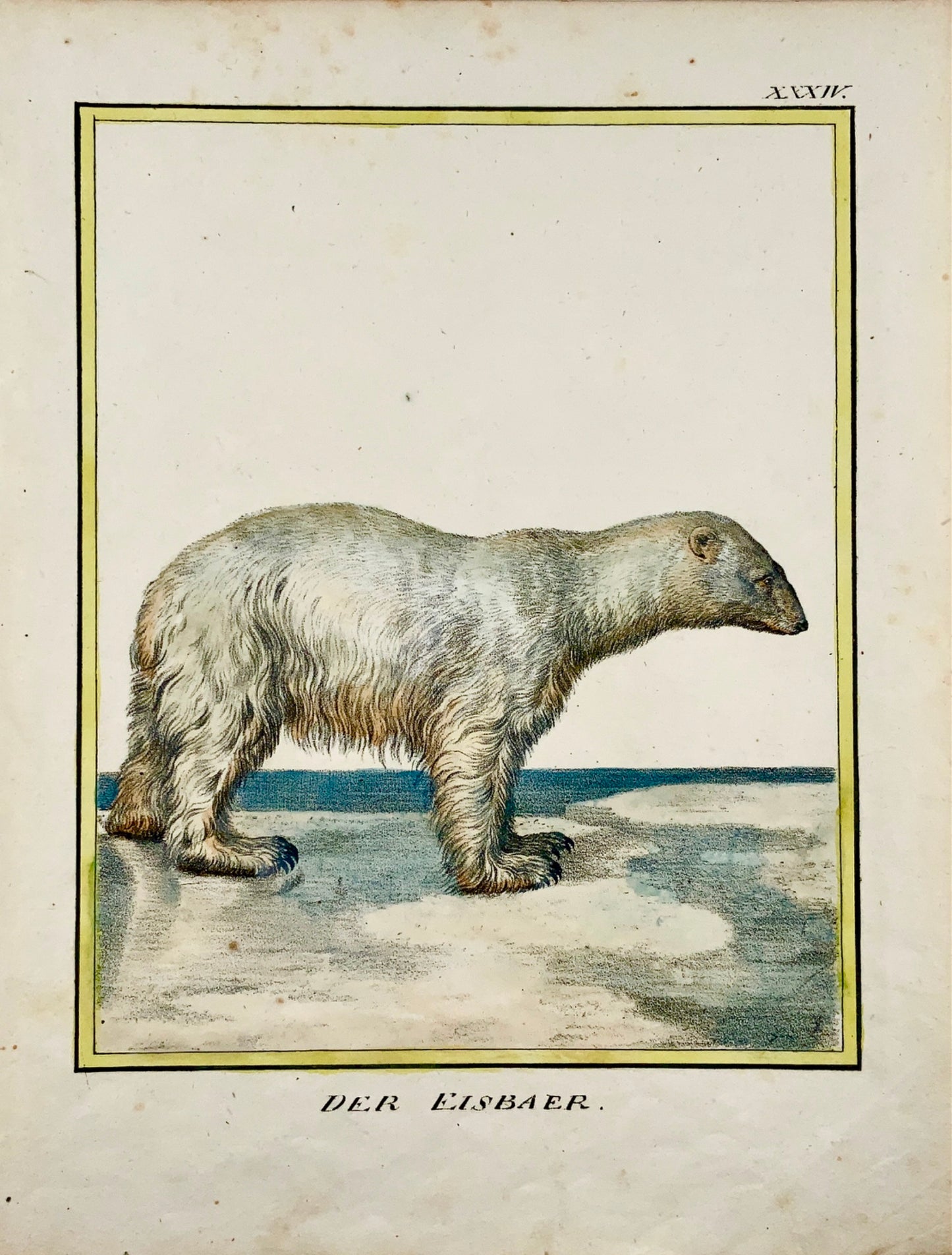 1816 Polar Bear INCUNABULA OF LITHOGRAPHY K. Schmidt 4to hand coloured - Mammal