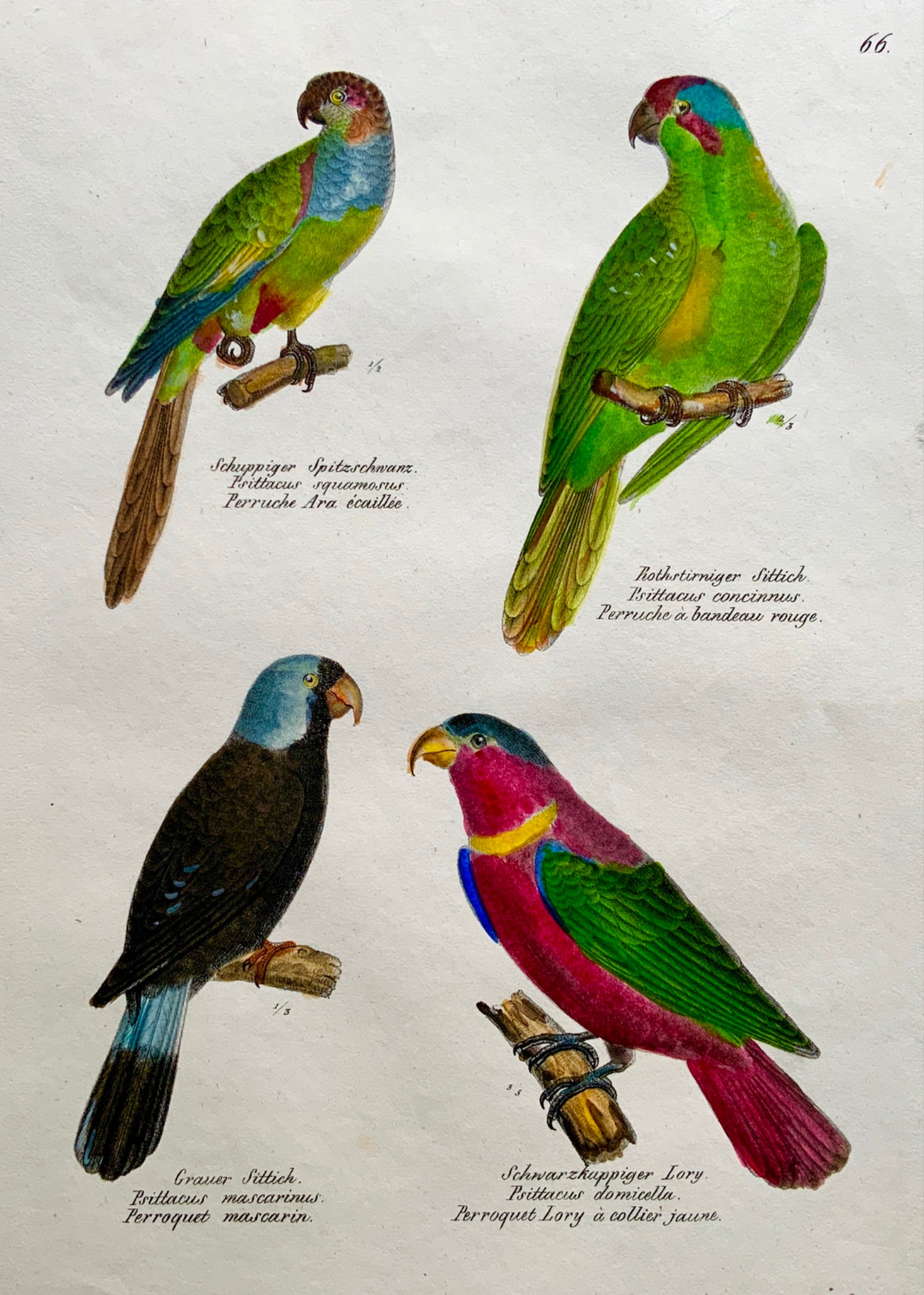 1830 PARROTS LORI Ornithology - Brodtmann hand coloured FOLIO lithography