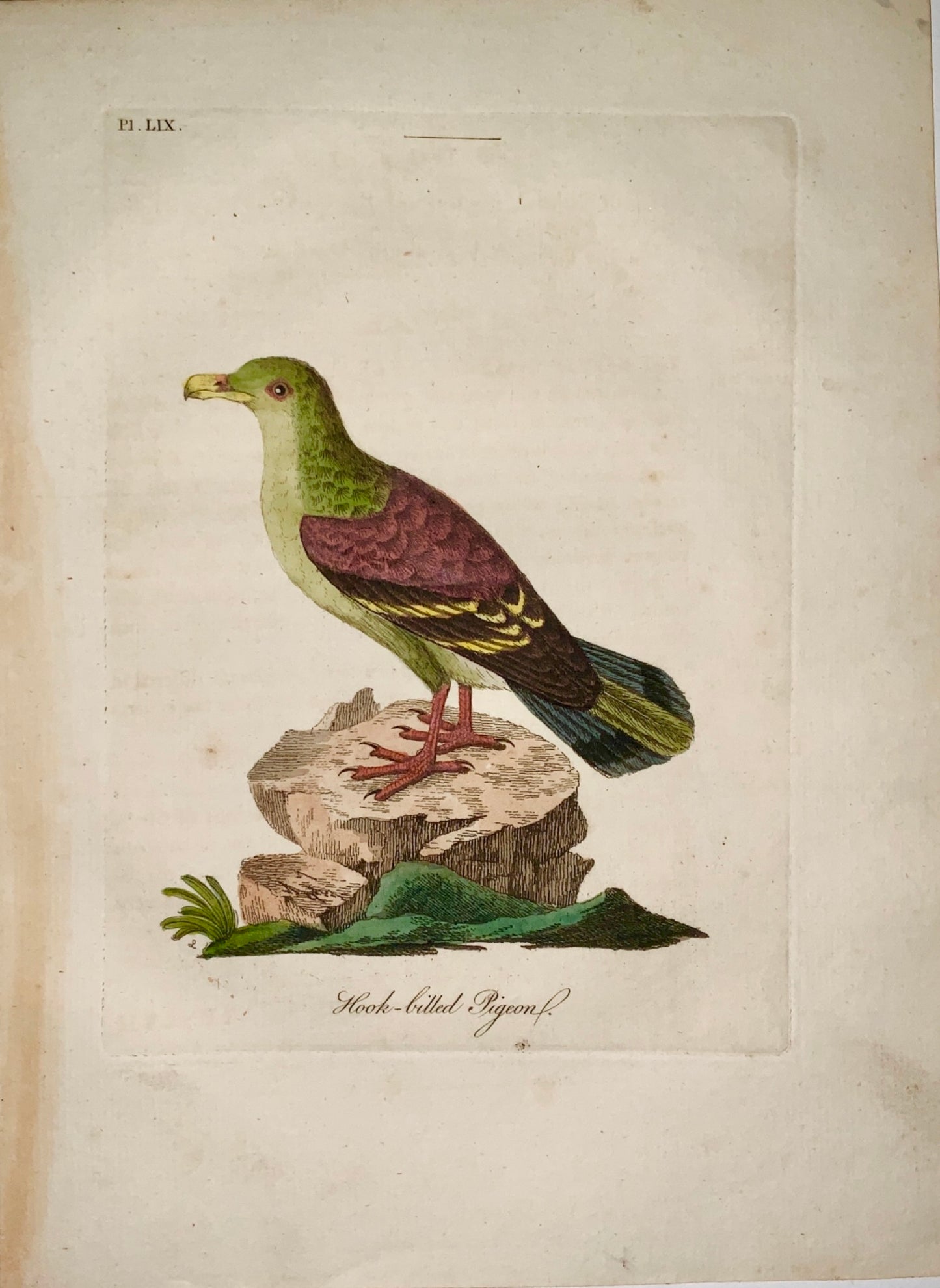 1785 John Latham - Synopsis - PIGEON - hand coloured engraving - Ornithology