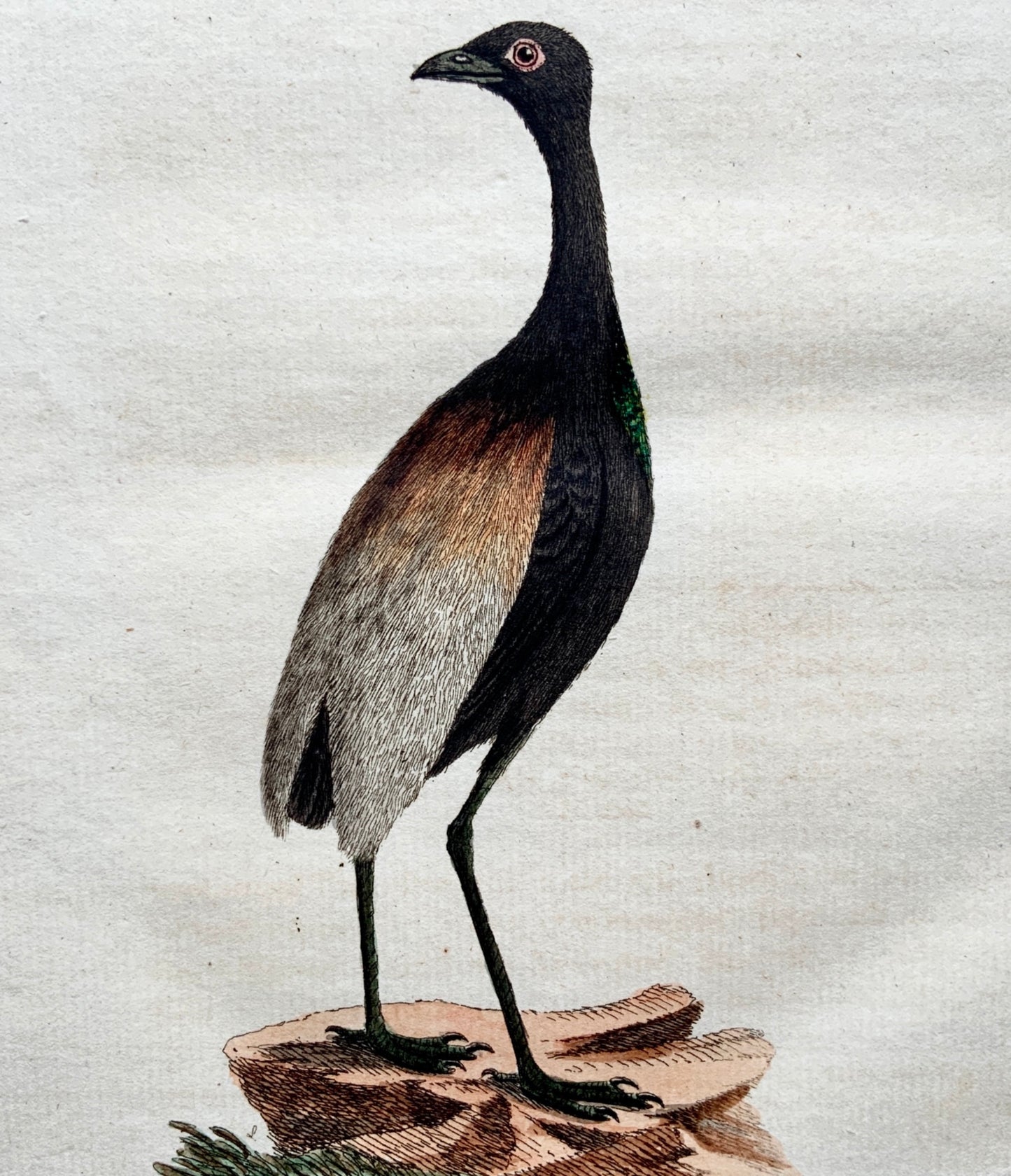 1785 John Latham - Synopsis - GOLD BREASTED TRUMPETER Ornithology - hand coloured