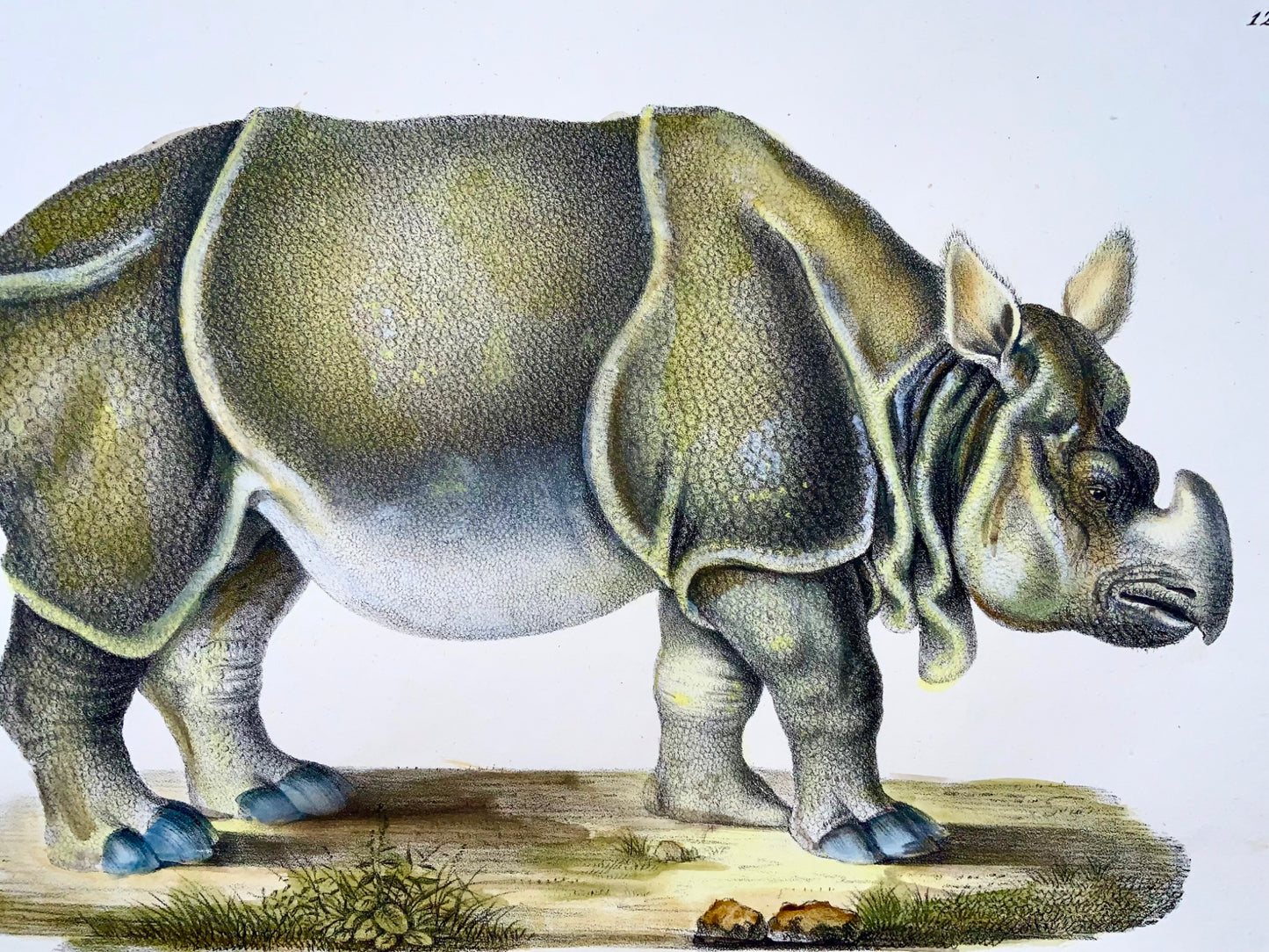 1824 Rhinoceros, Brodtmann, folio, stone lithograph, mammal