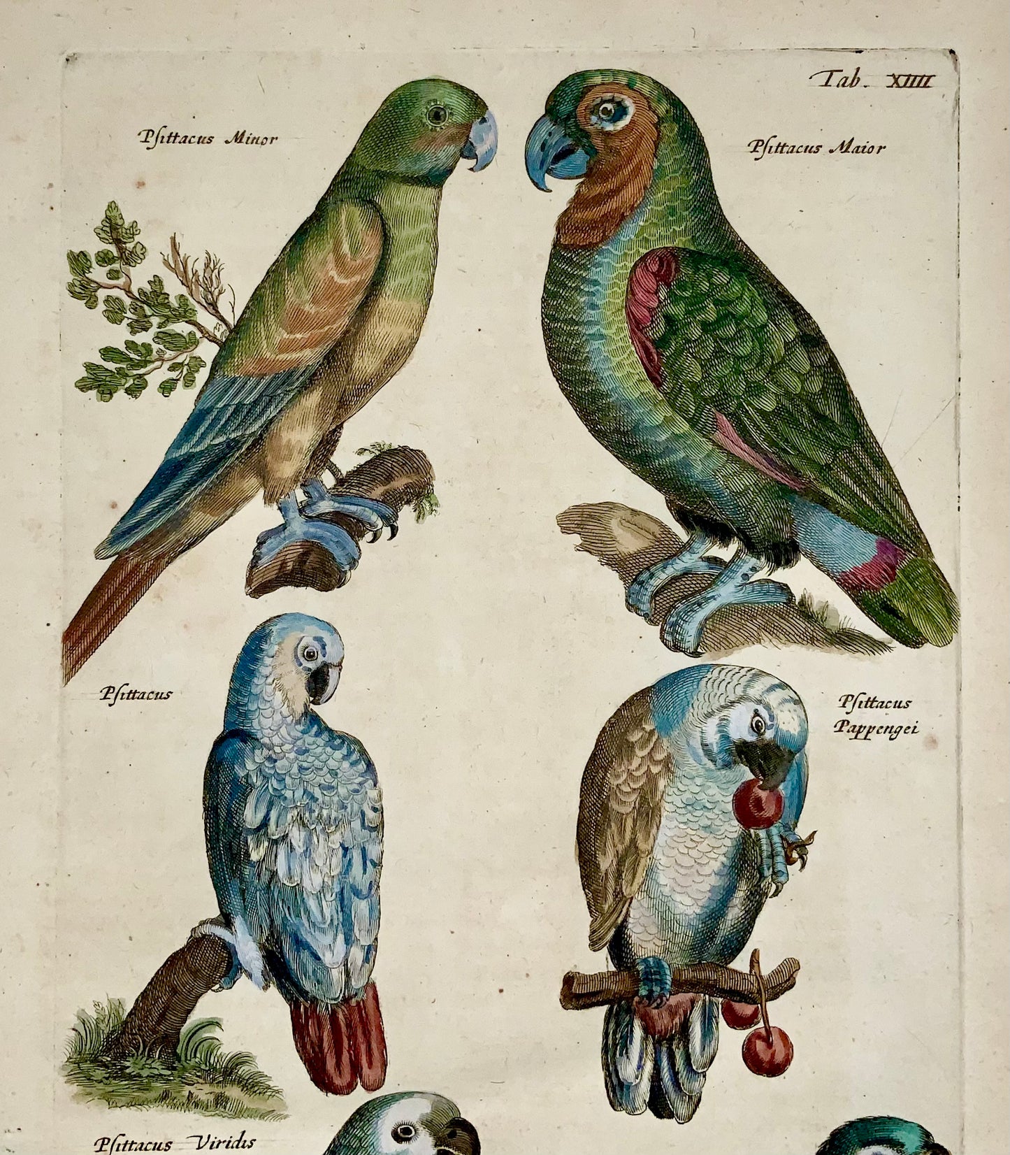 1657 Matthaus Merian, Perroquets [Psitticus], Folio fin en couleur à la main - Ornithologie