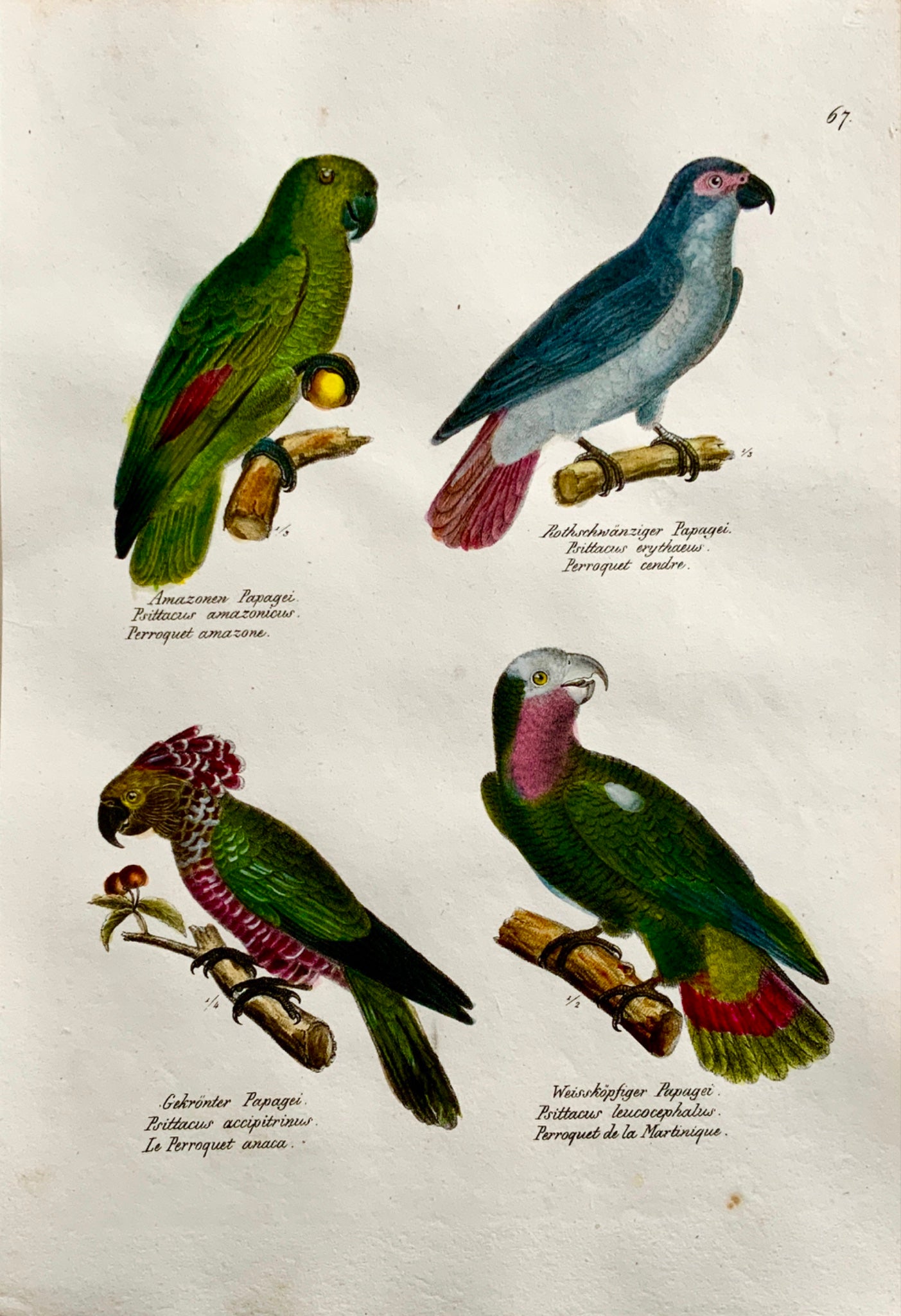 1830 PARROTS Ornithology - Brodtmann hand coloured FOLIO lithography