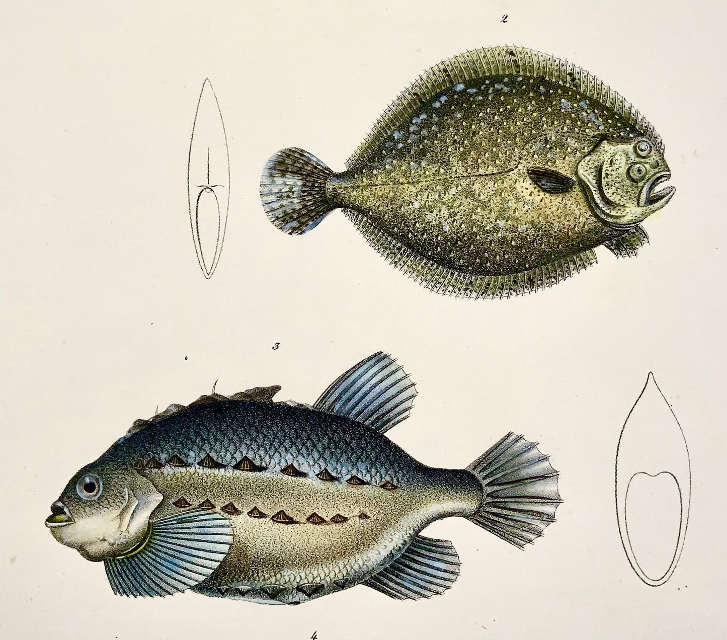 1833 H. Schinz (n. 1777) Pesce lumaca, sogliola, brill Litografia su pietra colorata a mano