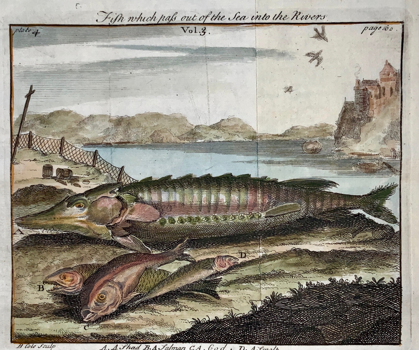 1744 B. Cole sculp. SHAD SALMON COD SMELT Fish - Hand coloured engravings