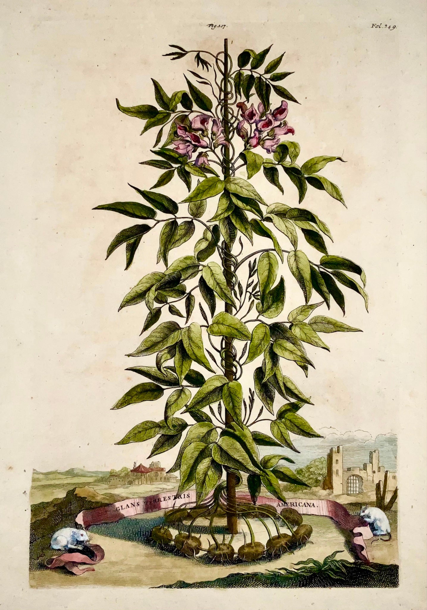 1696 Abraham Munting, arachide américaine, noix de terre, folio botanique