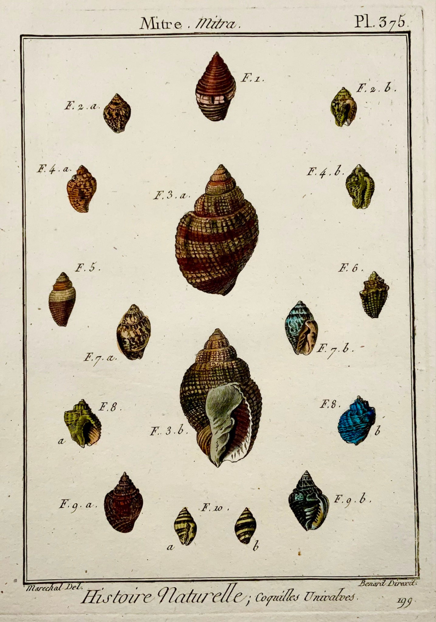 1789 Marechal; Benard - Mitre SHELL Seashell Conchology - Hand colour