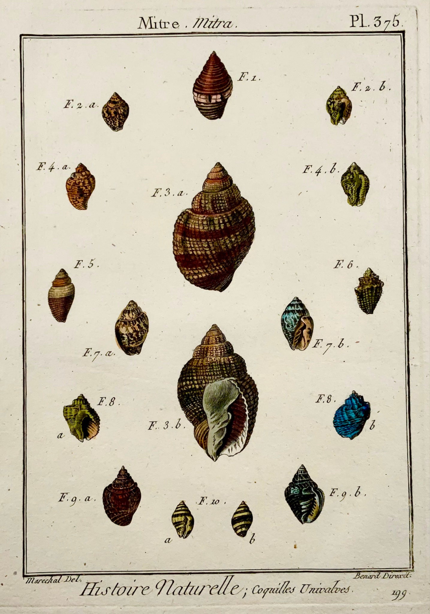 1789 Maréchal ; Benard - Mitre SHELL Seashell Conchology - Couleur de la main