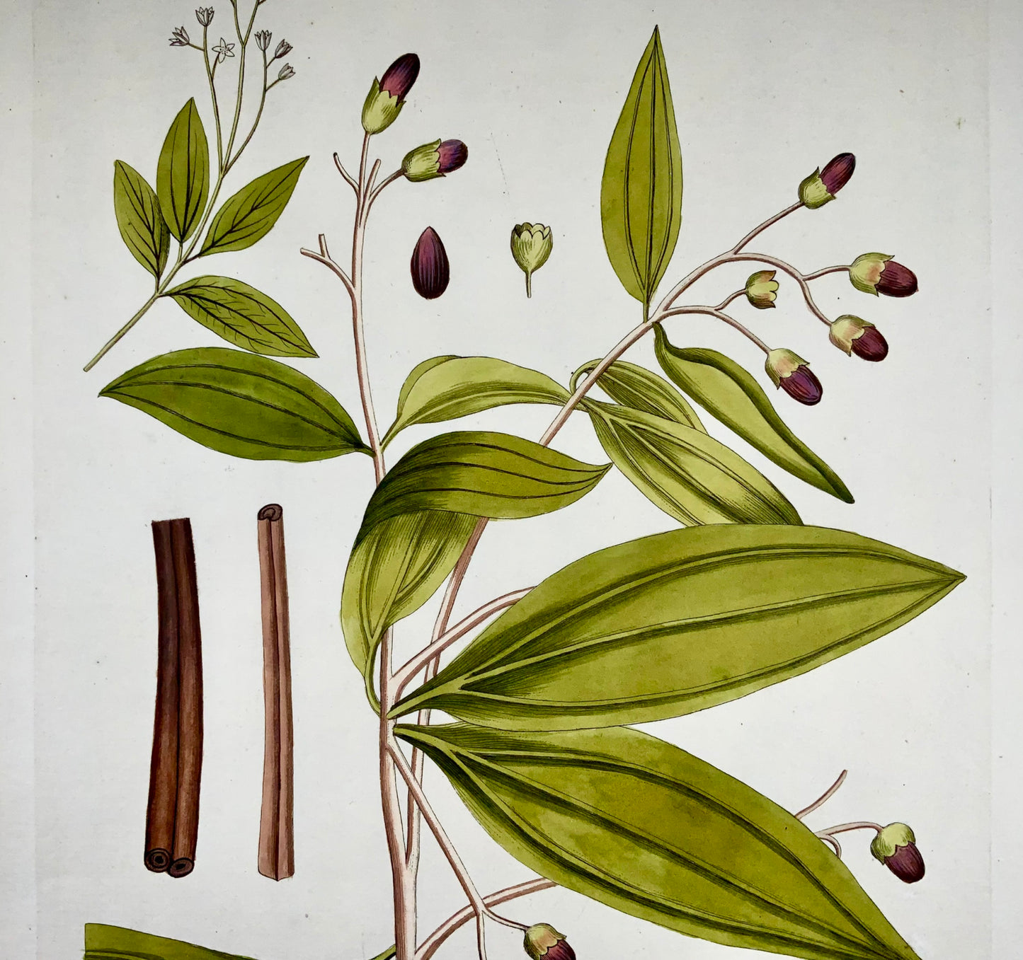 1788 JJ Plenck (b1737), cannella cinese, grande foglio colorato a mano, botanica