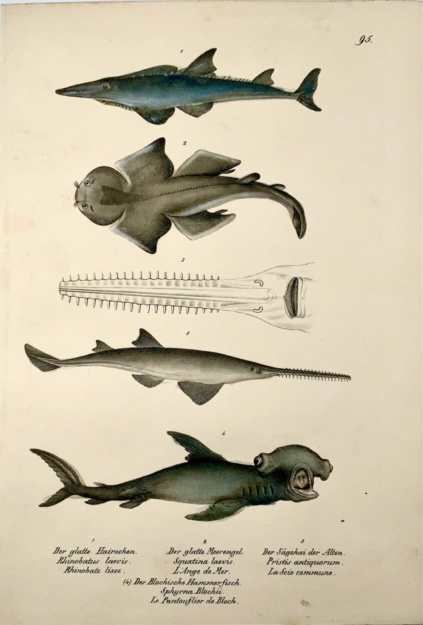 1833 H. Schinz (1777-1861) SHARKS Swordfish etc. - Handcol. lithograph - Mammals