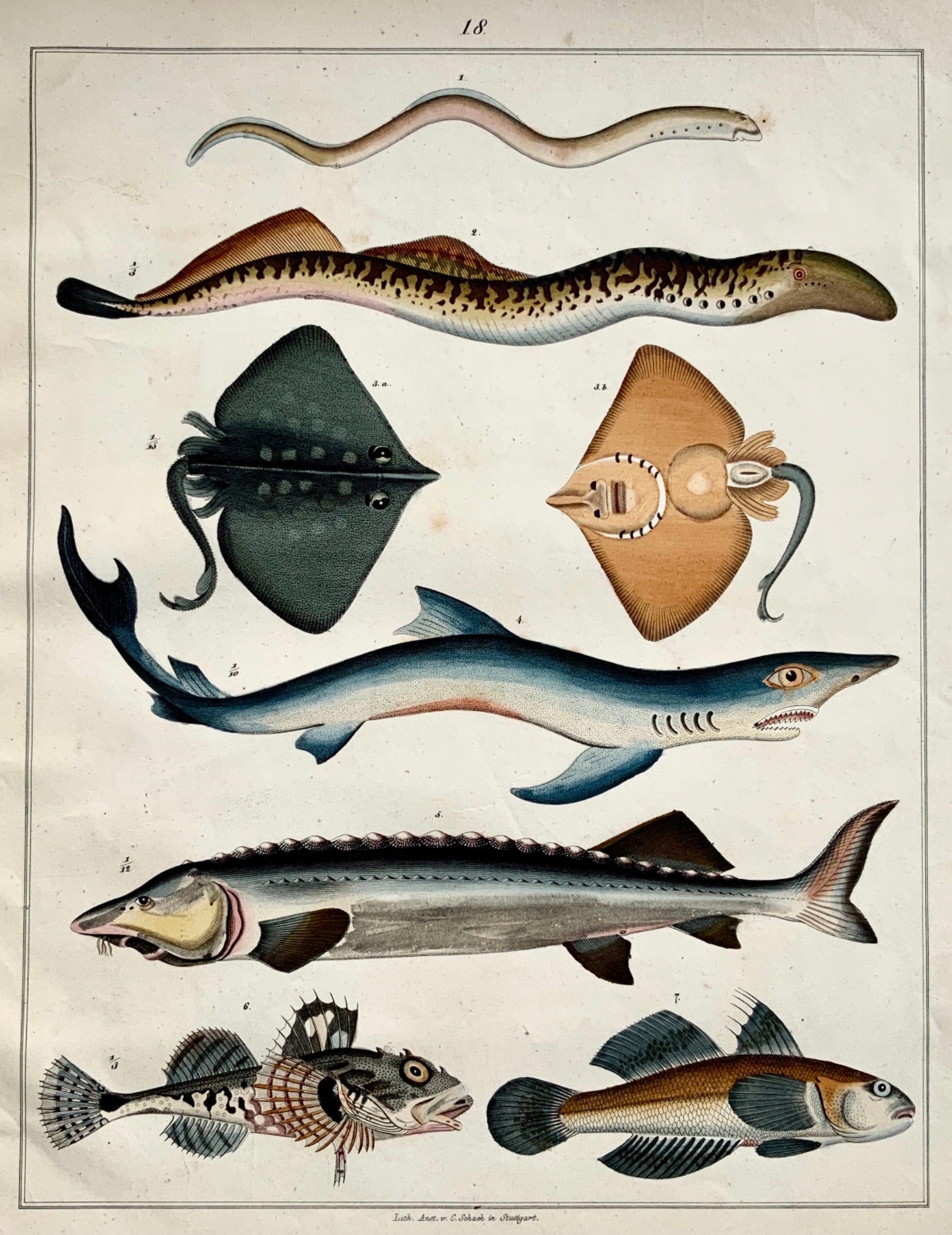 1830c C. Schach; FISH Ray Shark Sturgeon Eel - Large hand coloured lithograph