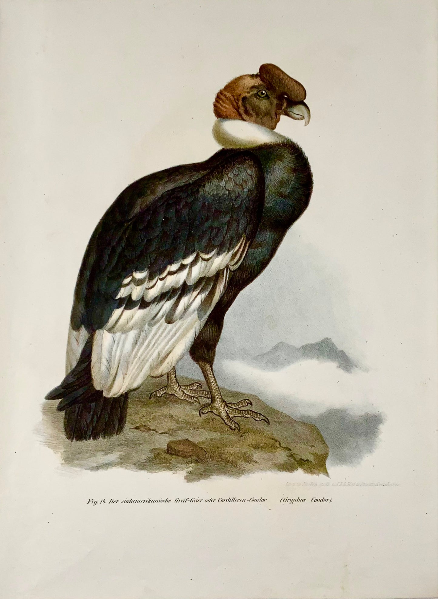 1860 Vautour condor, Fitzinger, lithographie couleur avec finition à la main, ornithologie