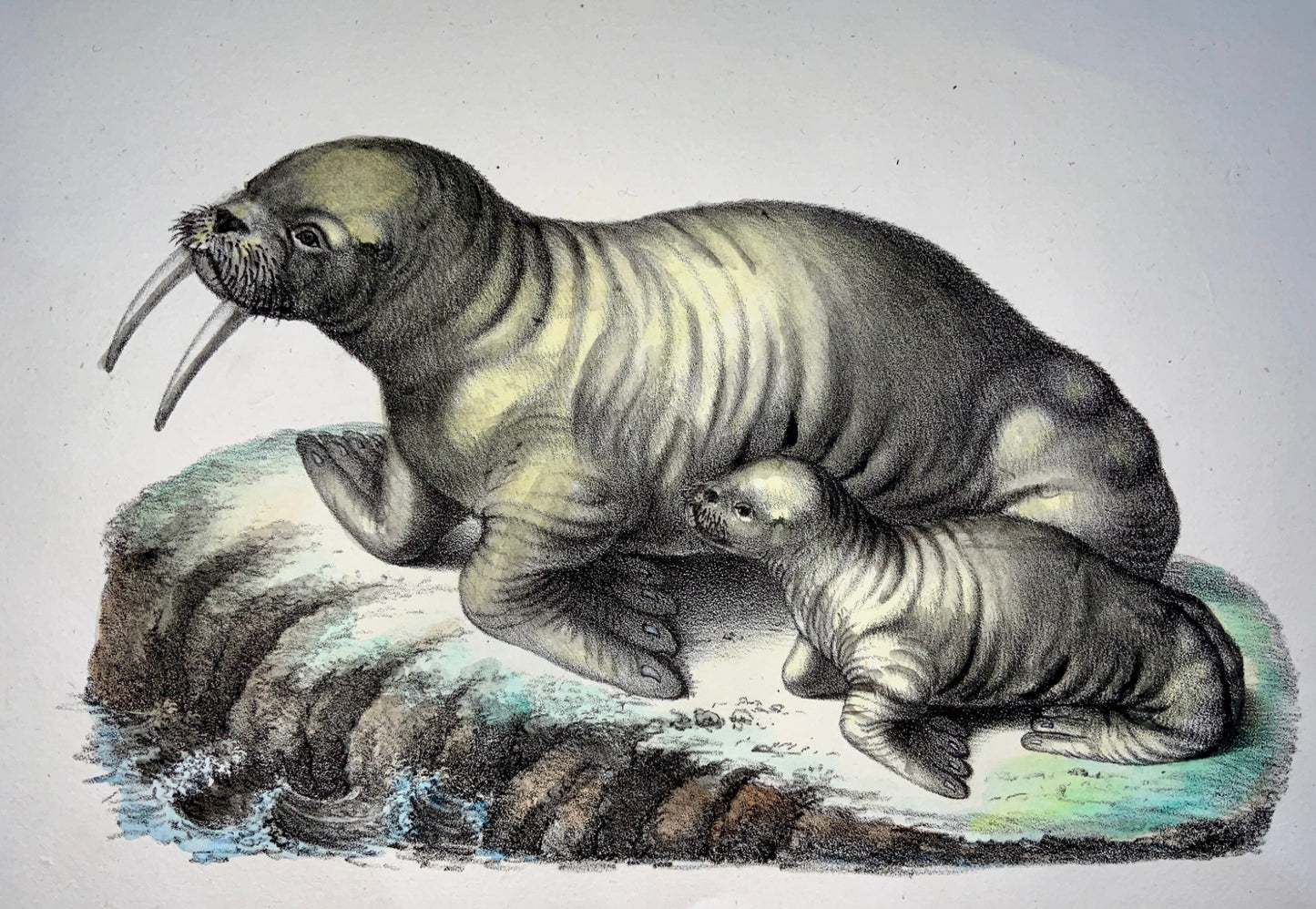 1824 Walrus - Mammal - K.J. Brodtmann hand colored lithograph