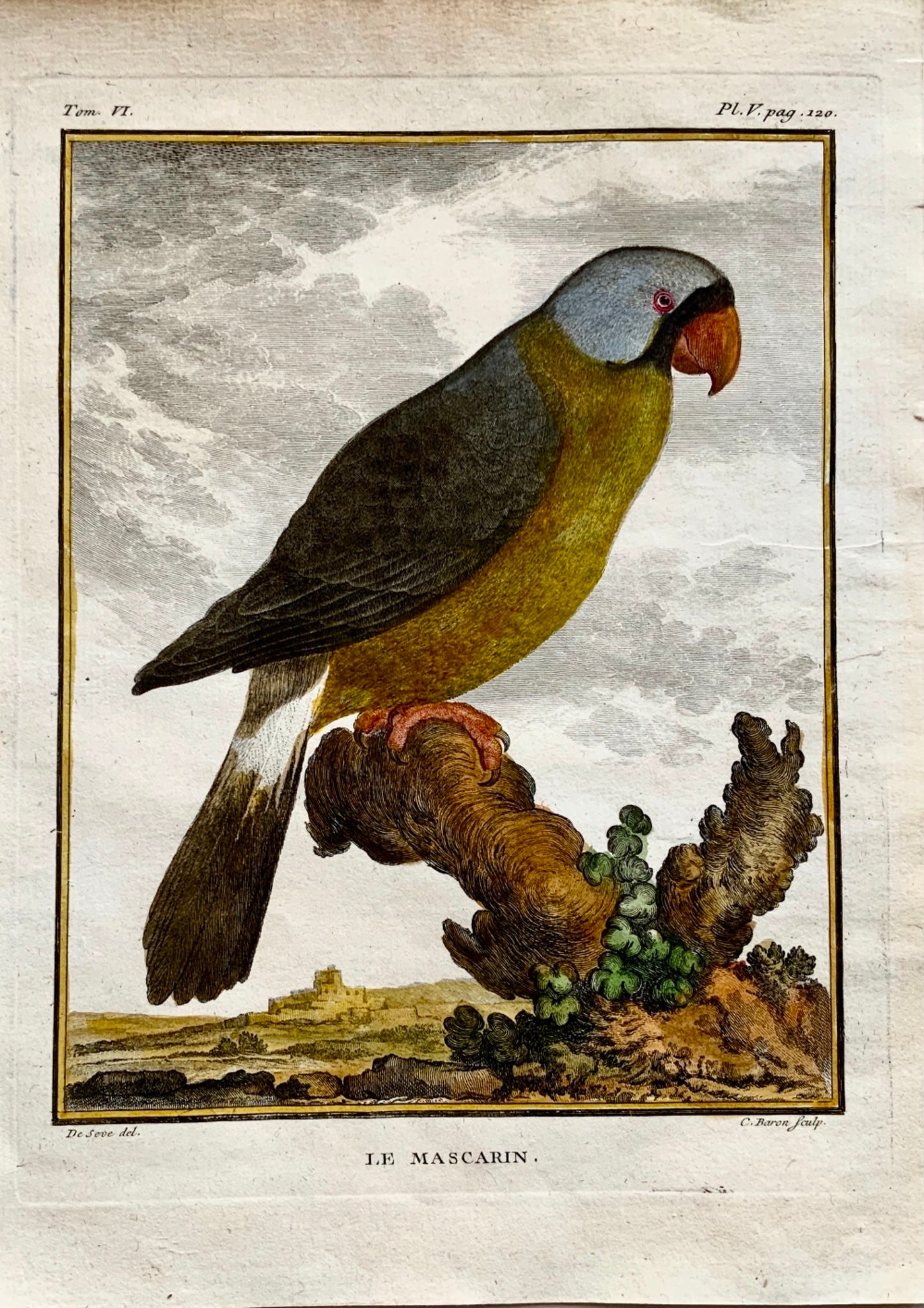 1779 Haussard after Jacques de Seve - Mascarene Parrot - 4to engraving - Ornithology