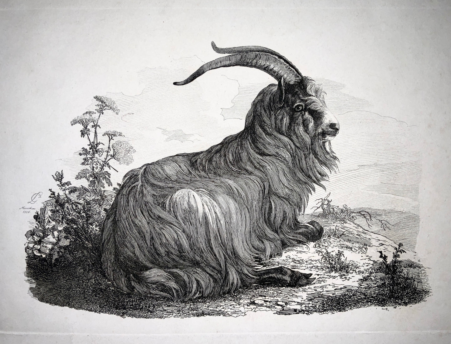 1826 Lbeschee, Carl August (1800-1877) nach A. Adam - Geiss - Mammal