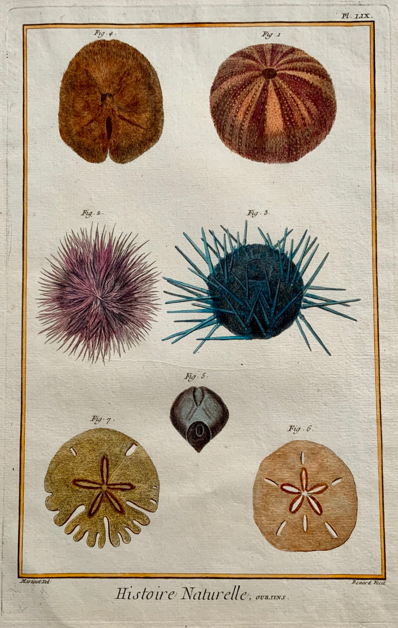 1780 Martinet - Sea Urchins - Aquatics - hand coloured 38 cm engraving
